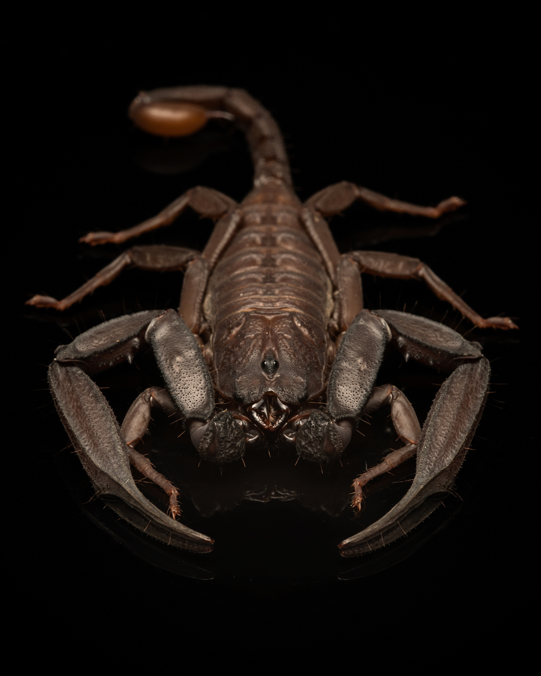 Scorpiops longimanus