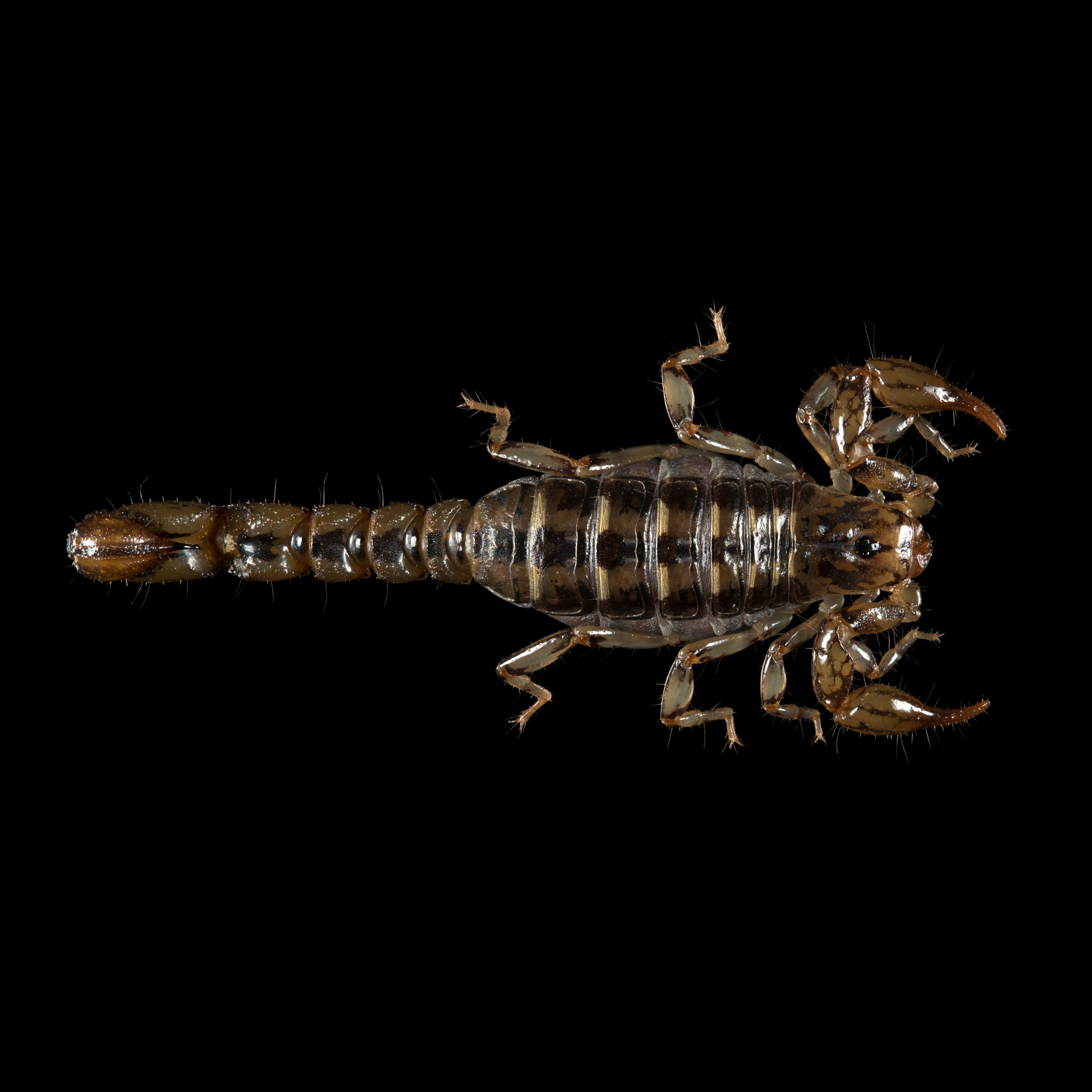 Superstitionia donensis ♀
