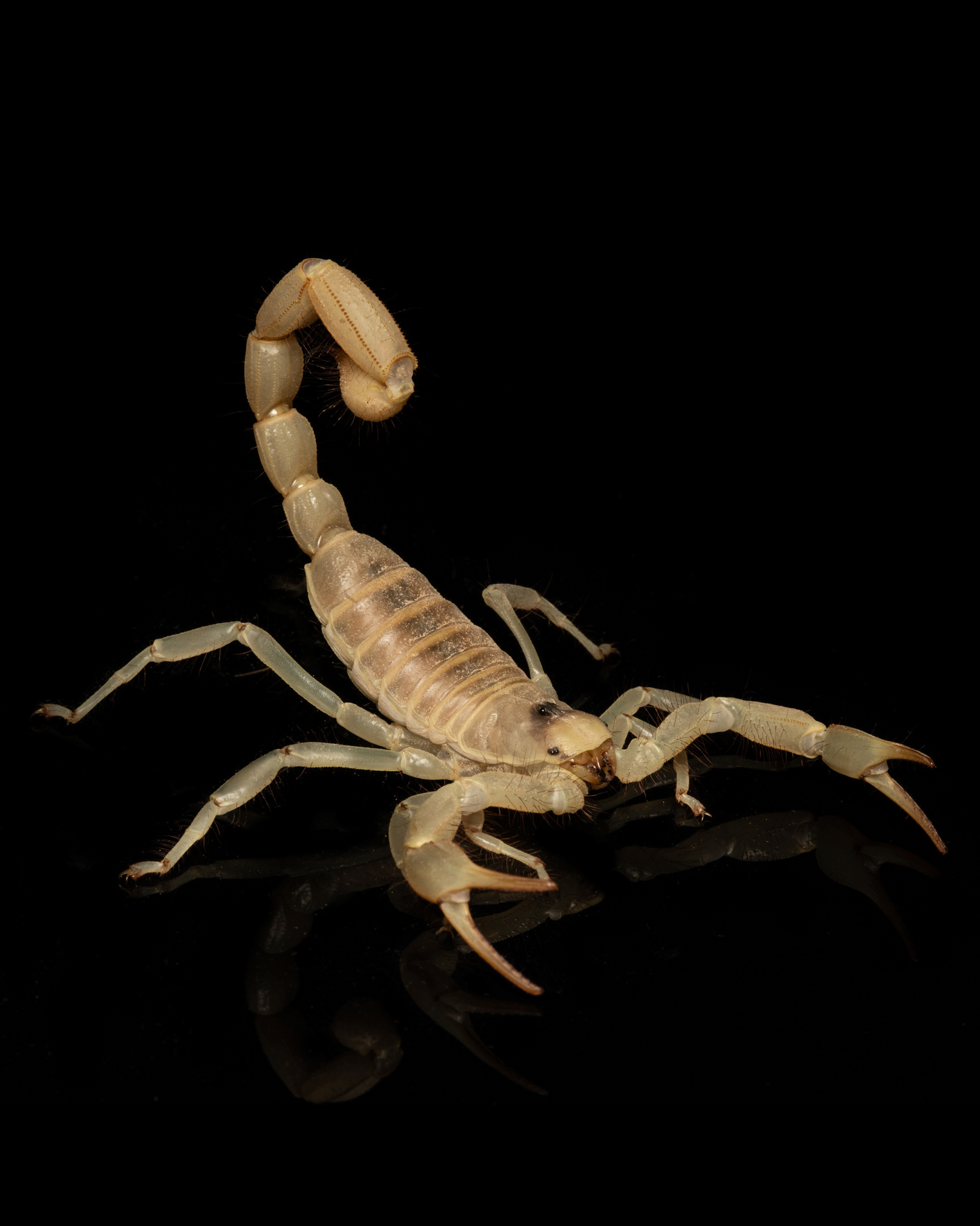 Hadrurus arizonensis