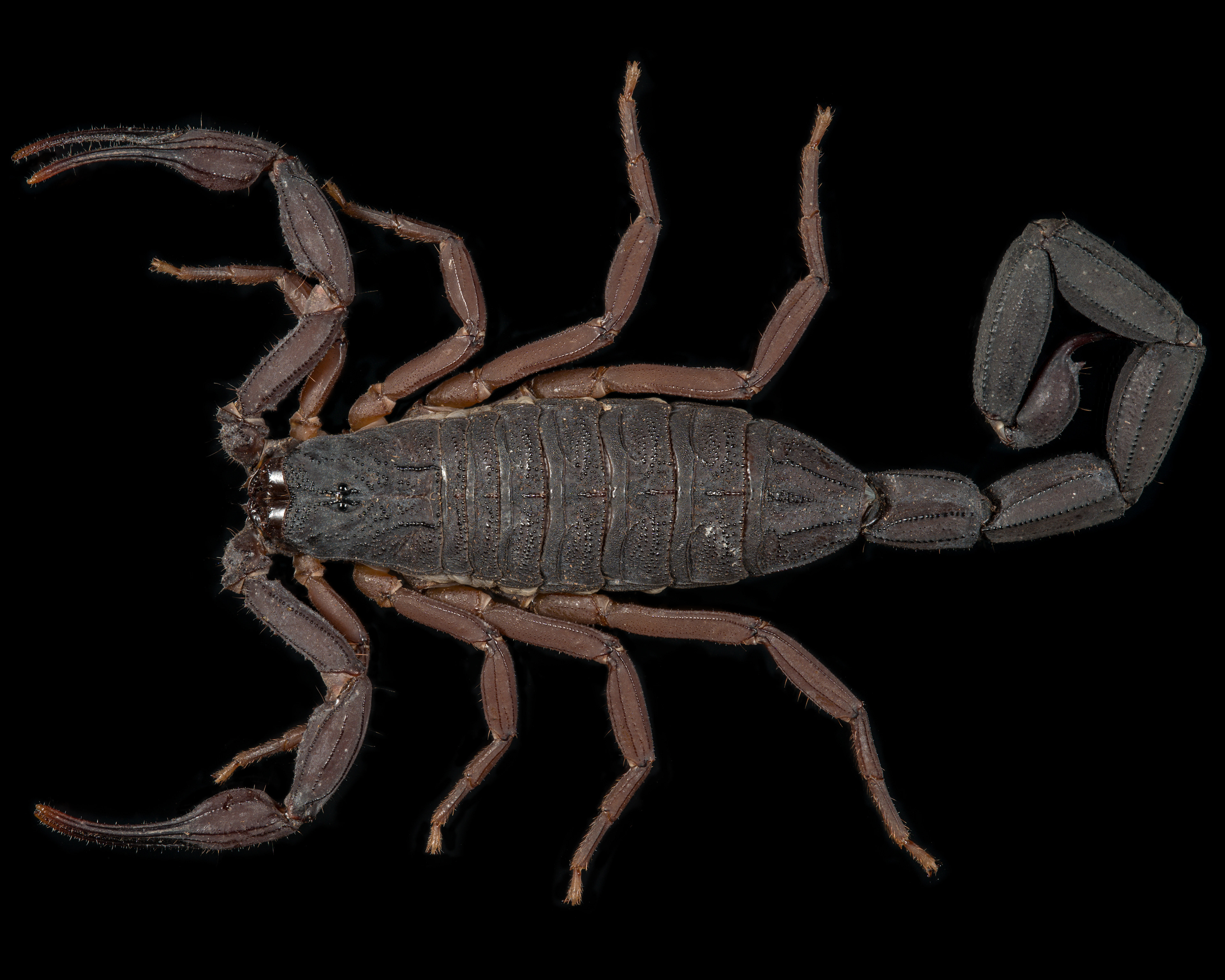 Centruroides gracilis ♀