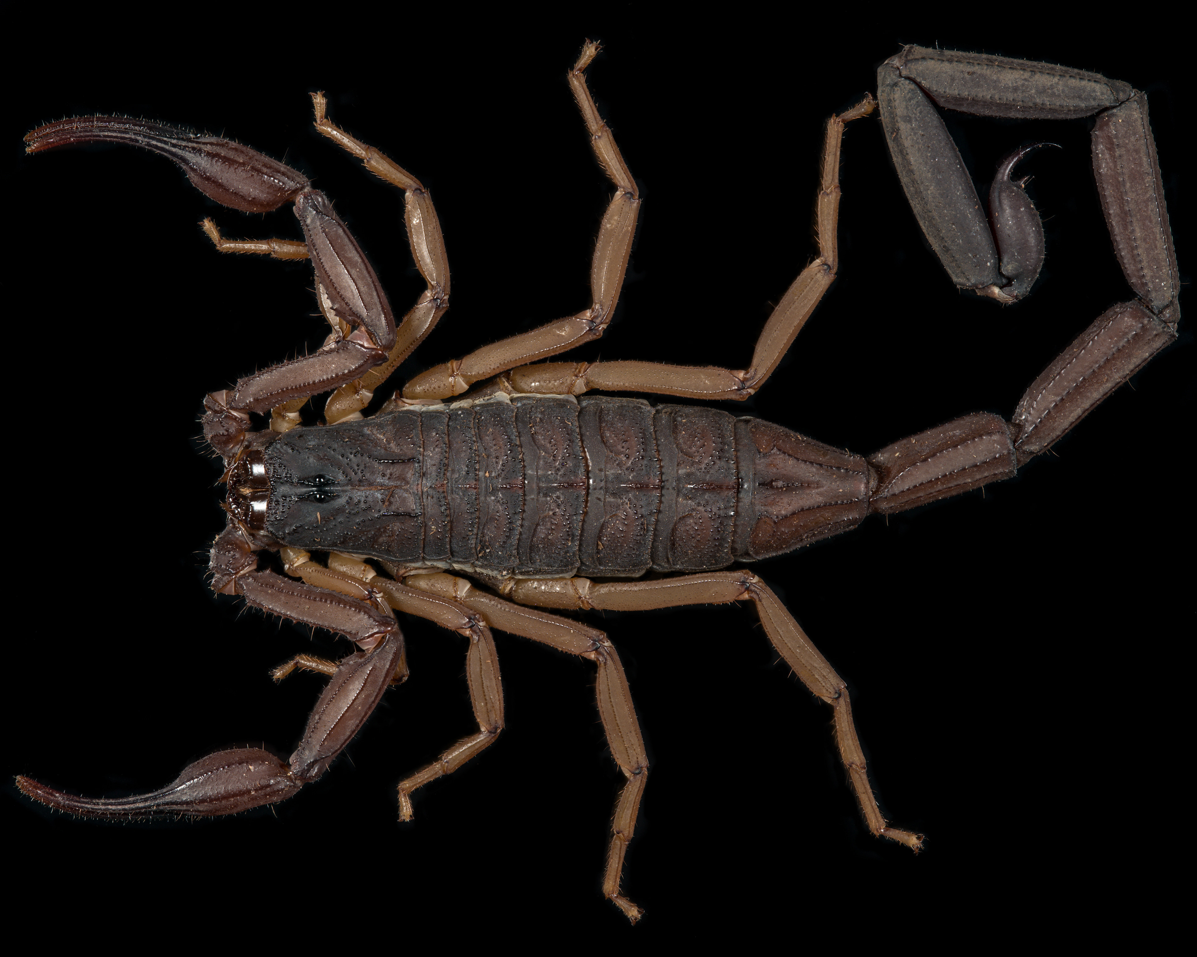 Centruroides gracilis ♂