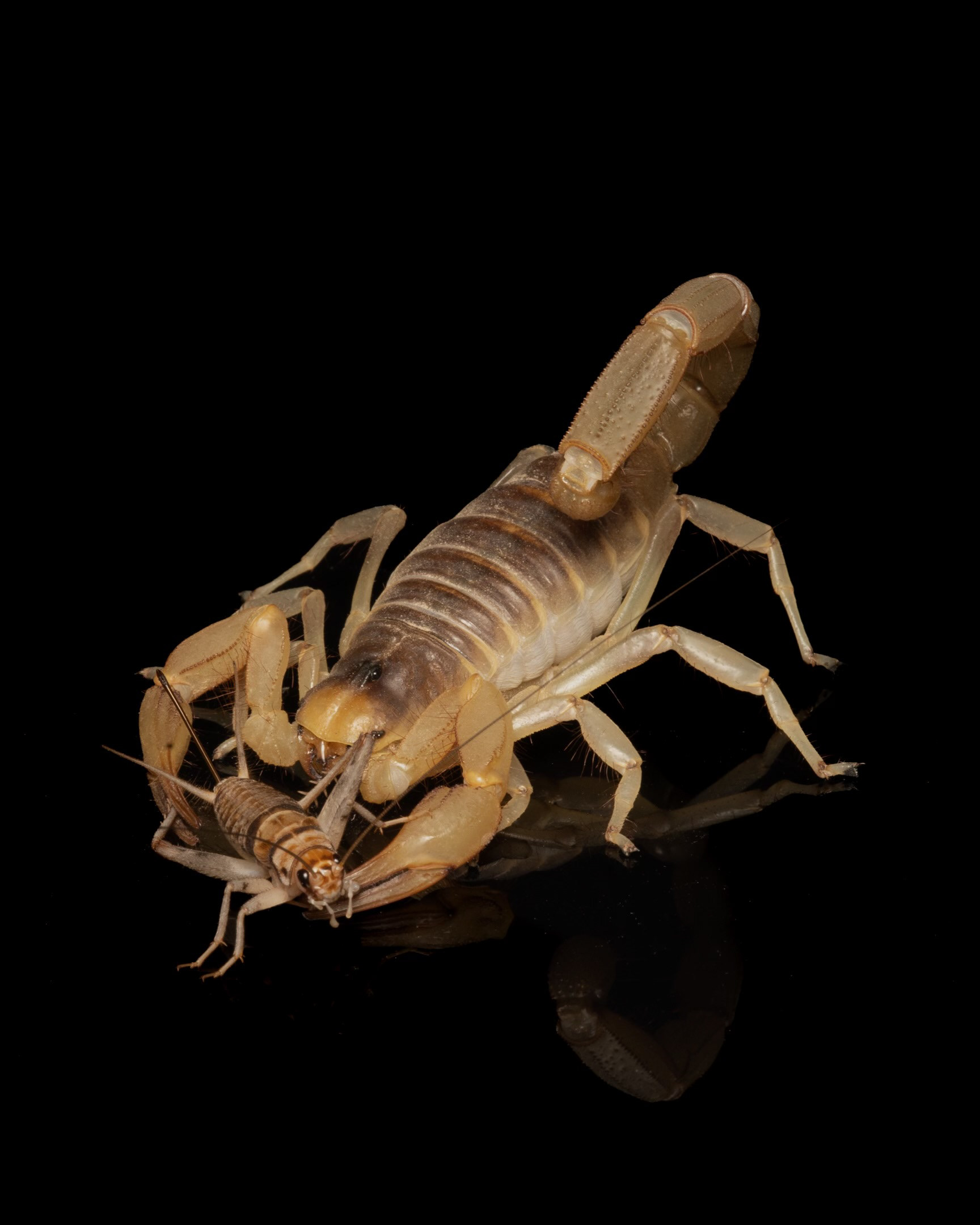 Hadrurus arizonensis