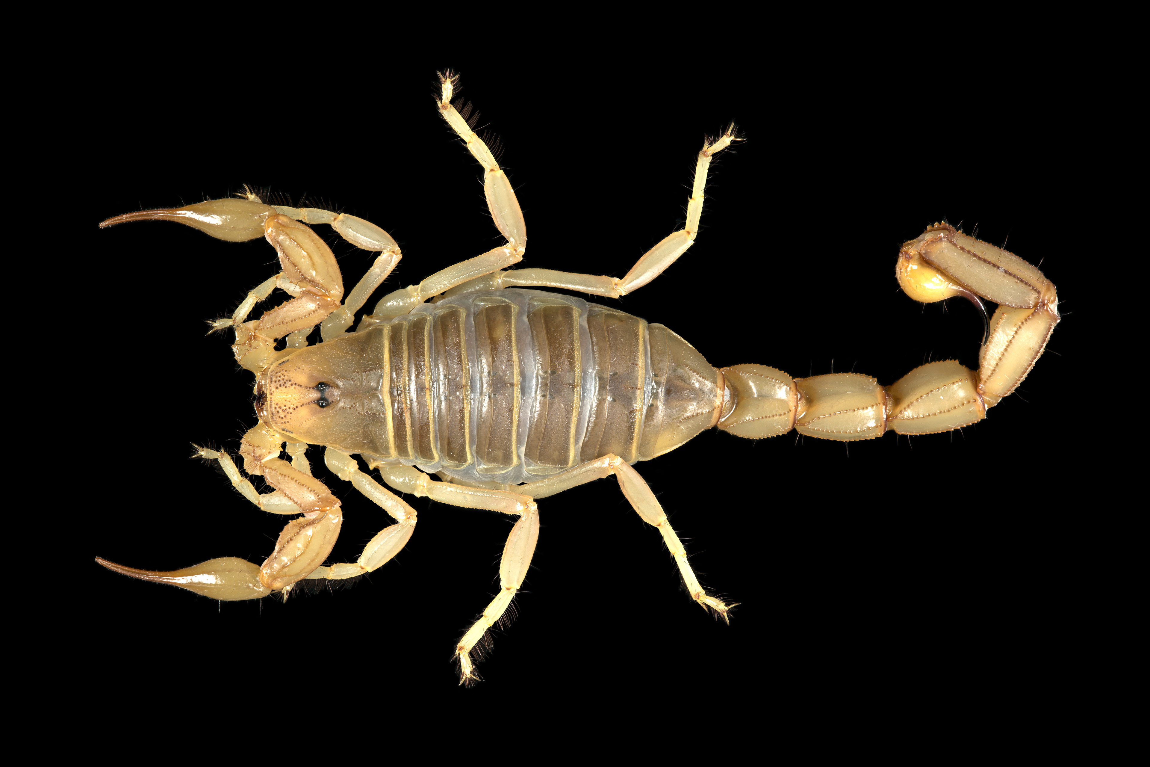 Androctonus amoreuxi ♀