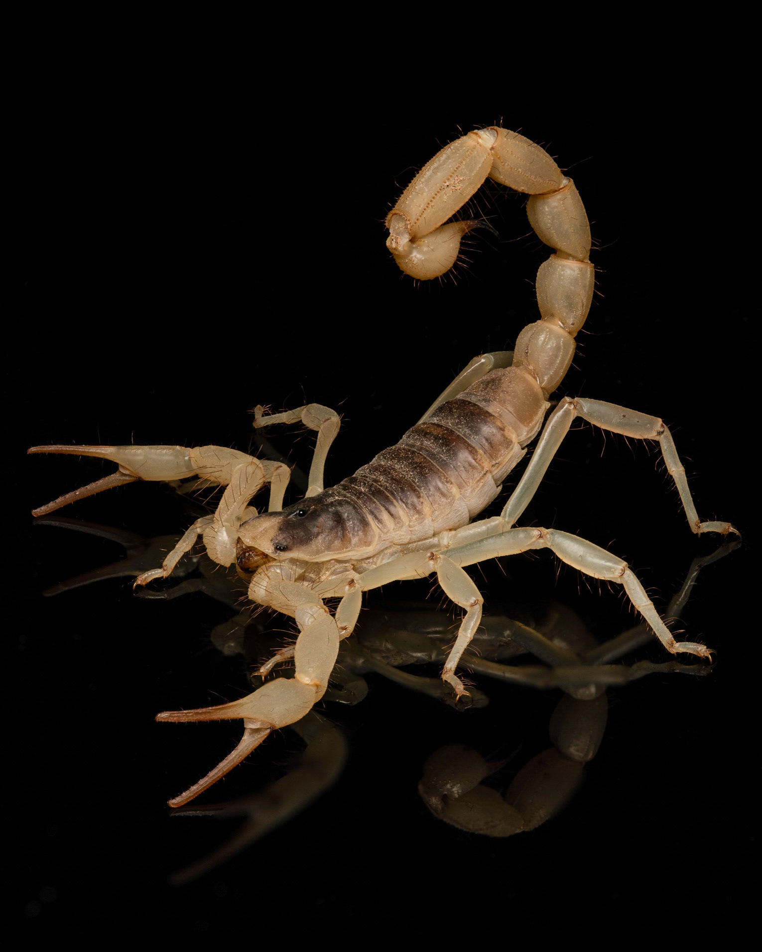 Hadrurus anzaborrego
