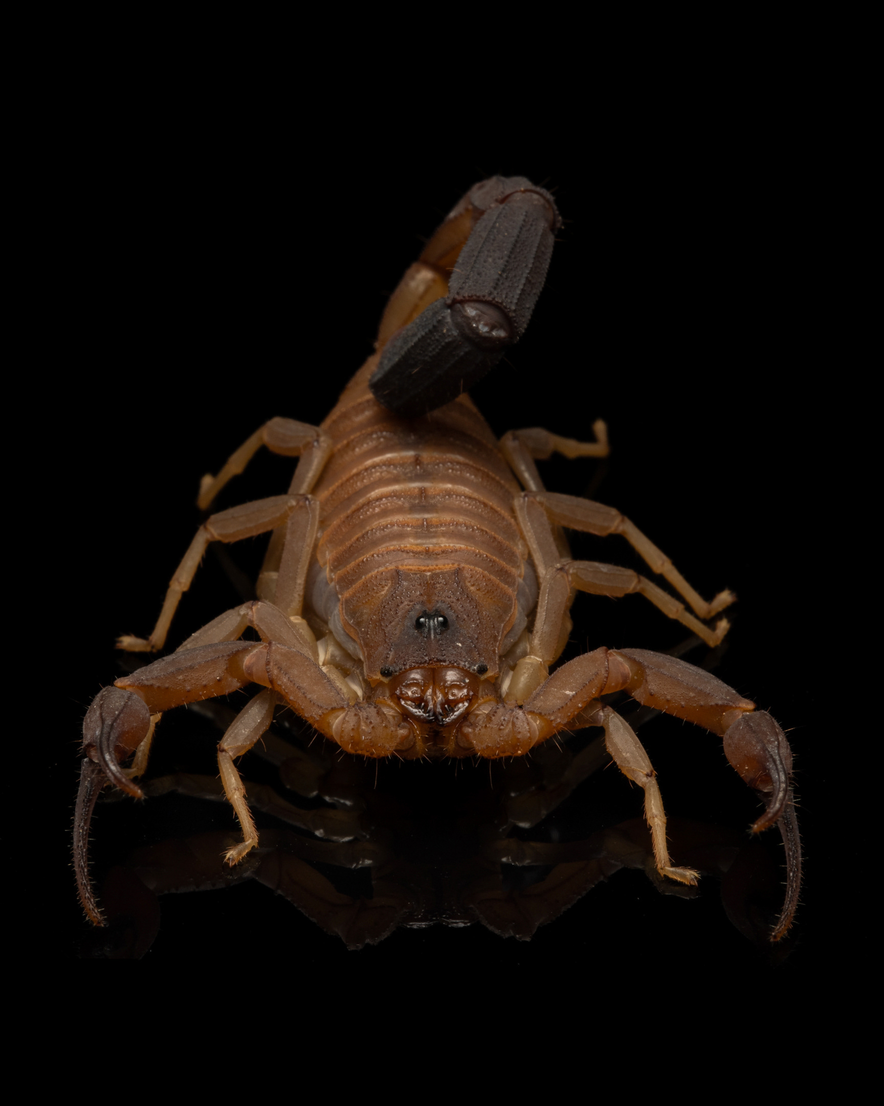 Heteroctenus junceus