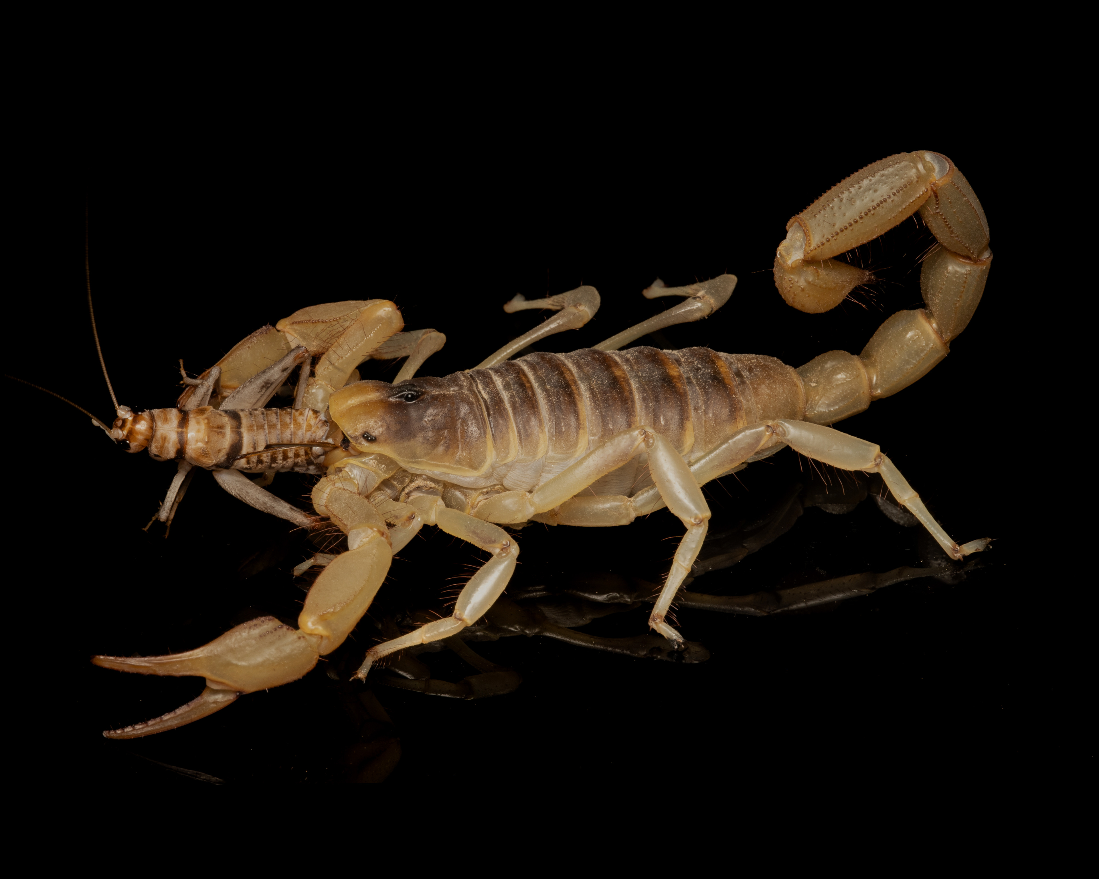 Hadrurus arizonensis
