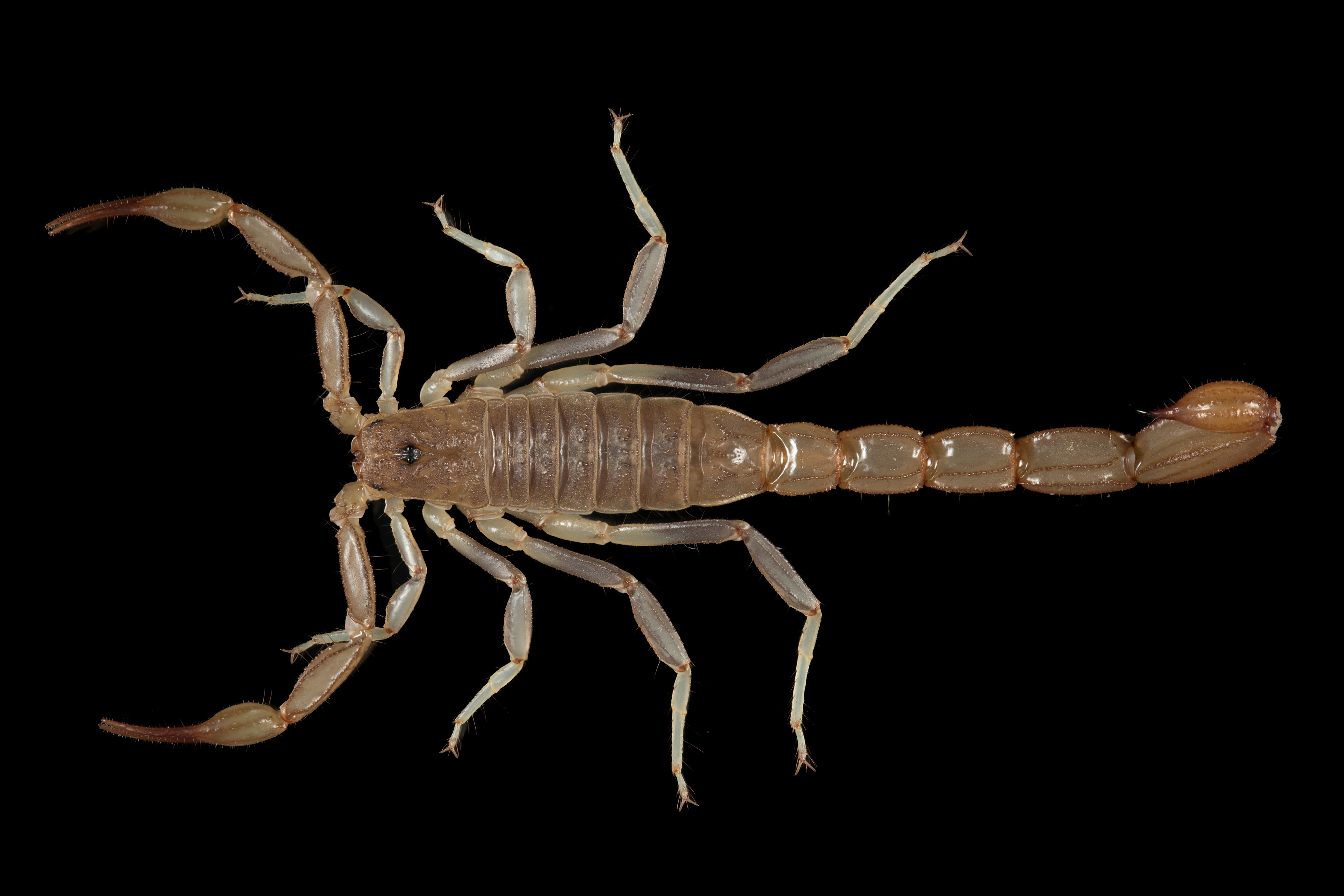 Paravaejovis puritanus