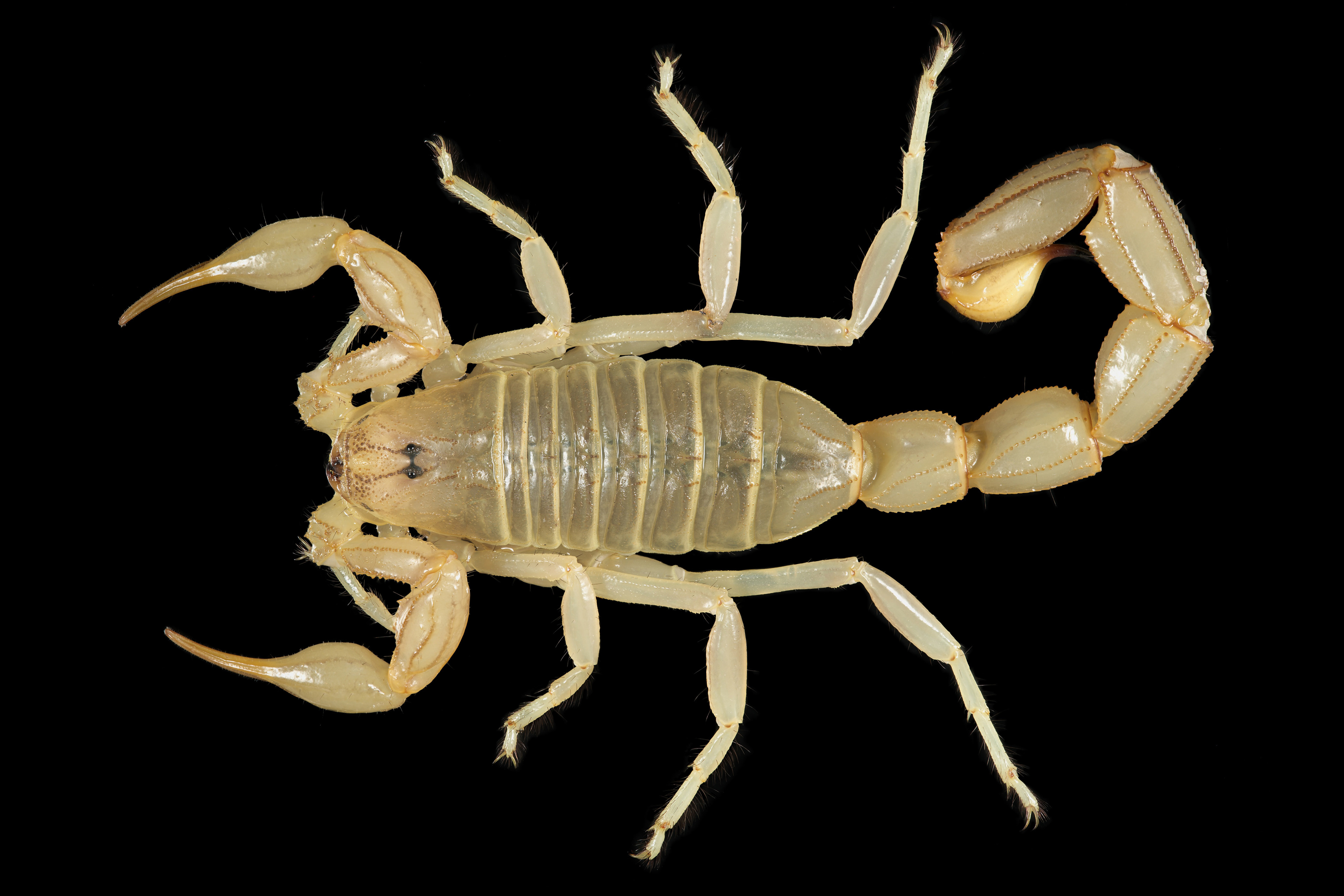 Androctonus amoreuxi ♂