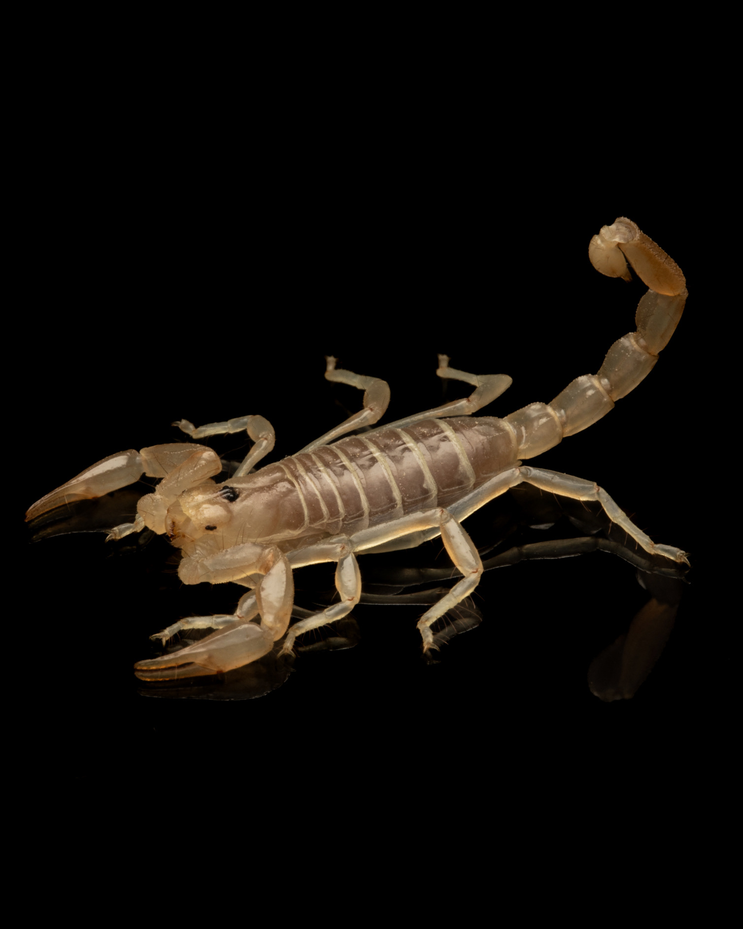 Paruroctonus luteolus