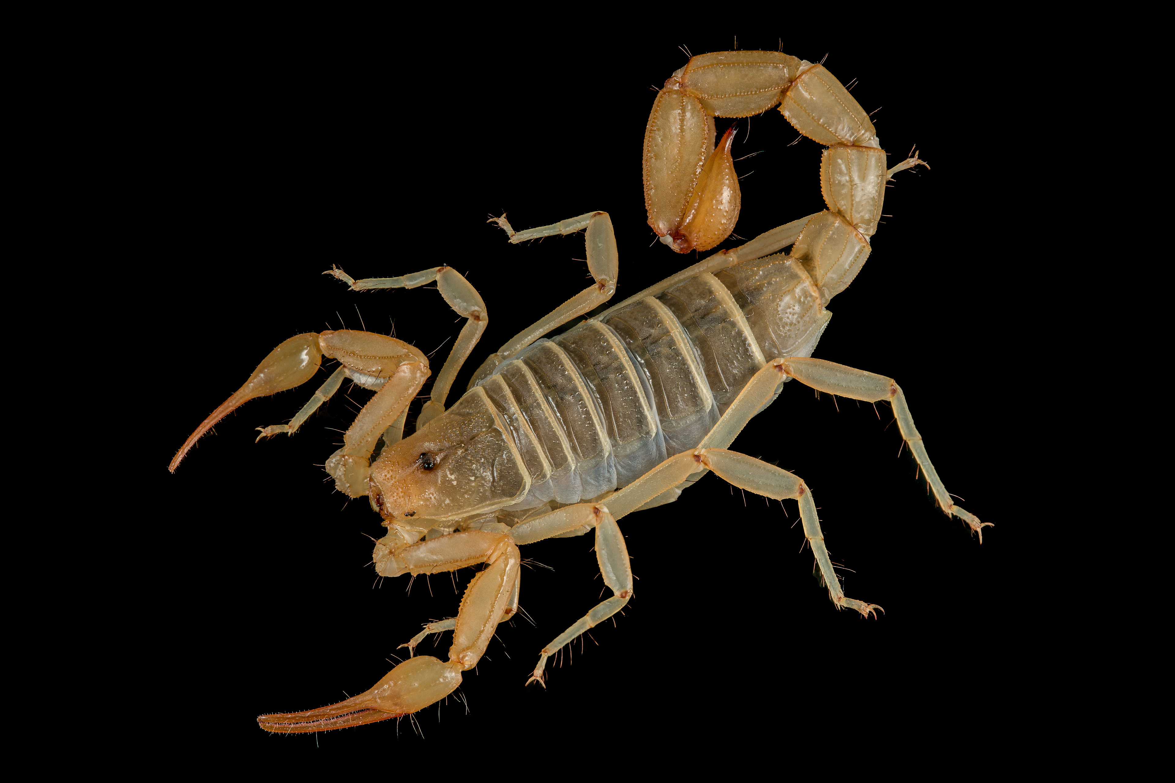 Paravaejovis confusus ♀