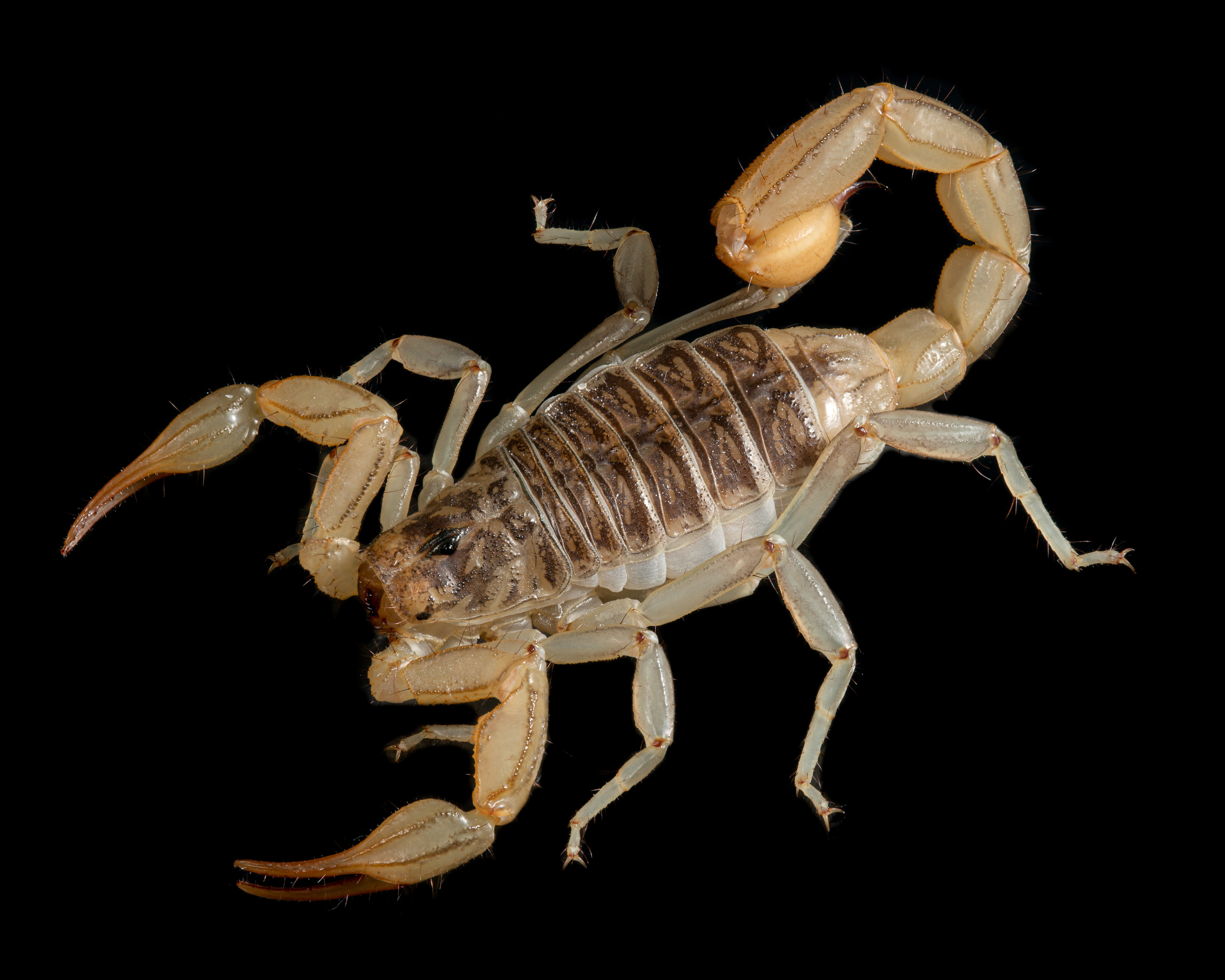 Paruroctonus silvestrii