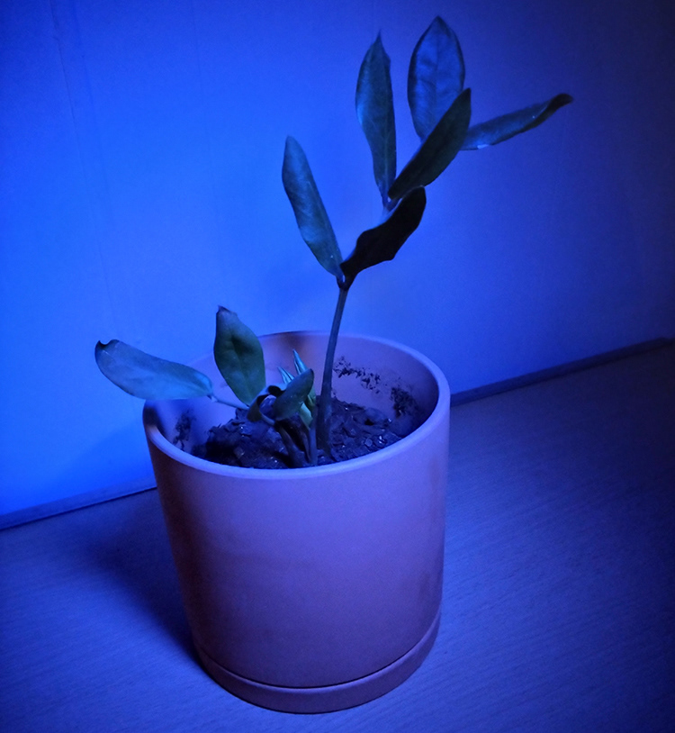Experimenting with LED lighting effects in photography, by shining the Blue light at the pot plant in a dark room.