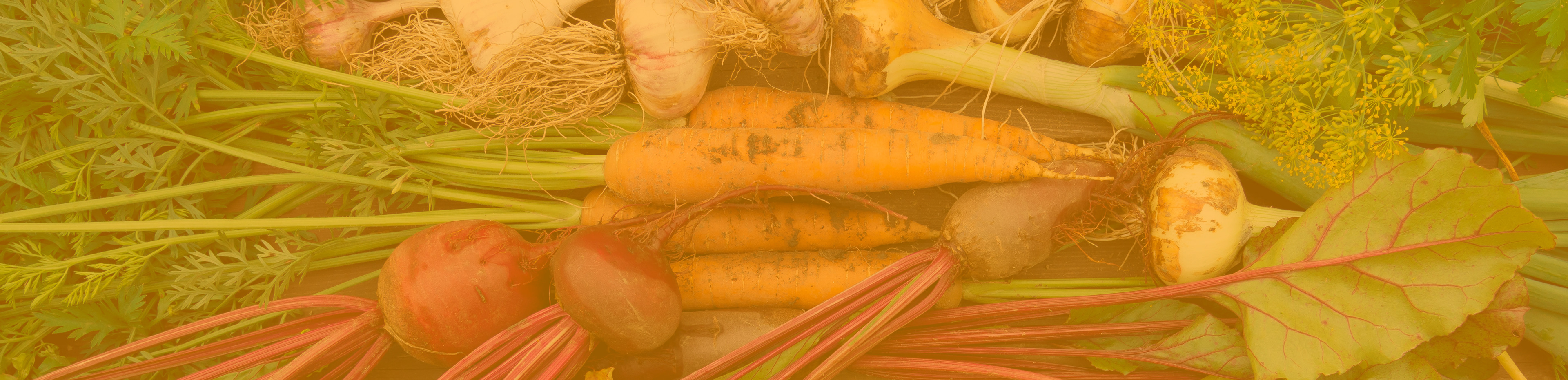 Stylized photo of freshly harvested vegetables