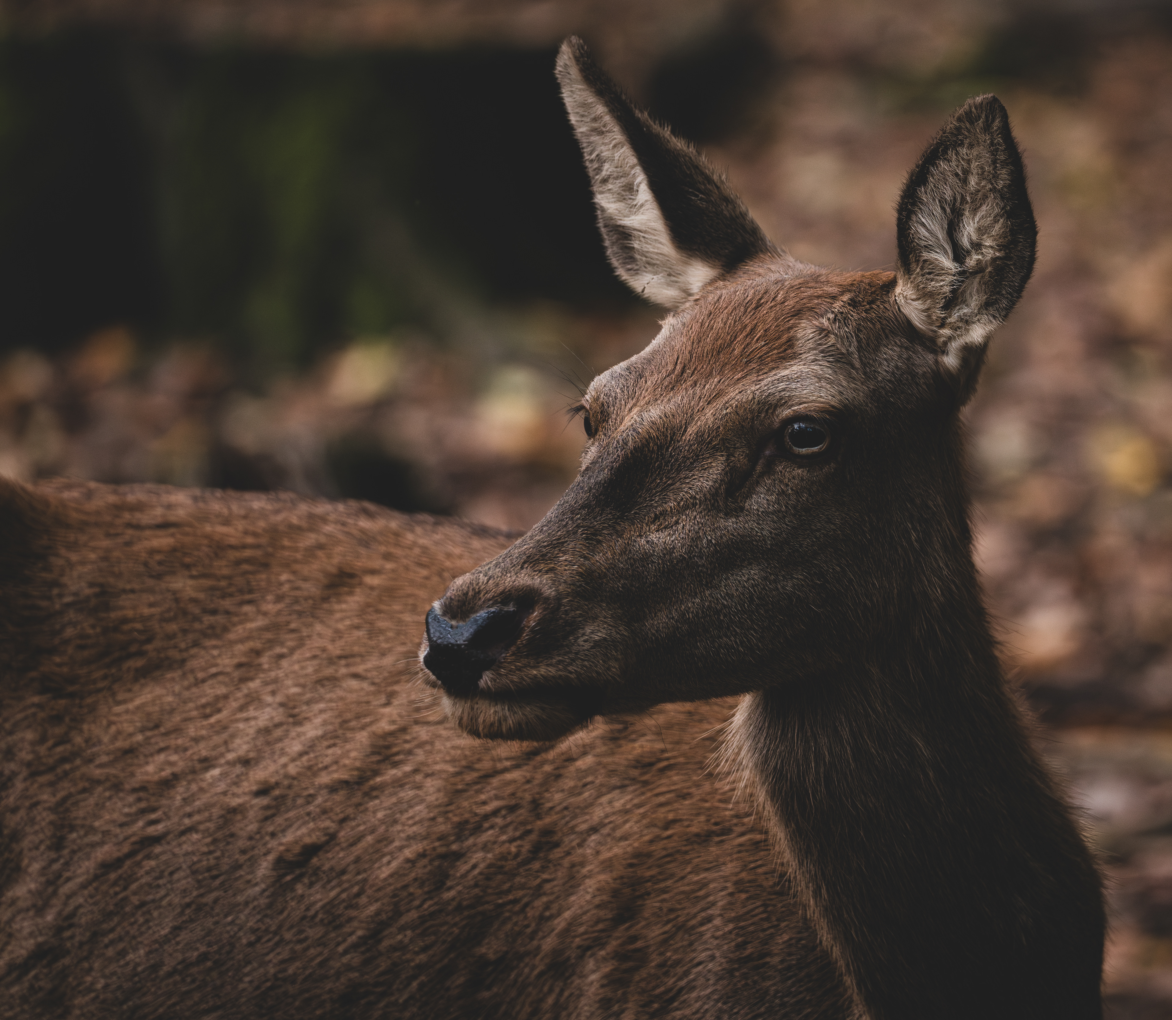 Tiere
