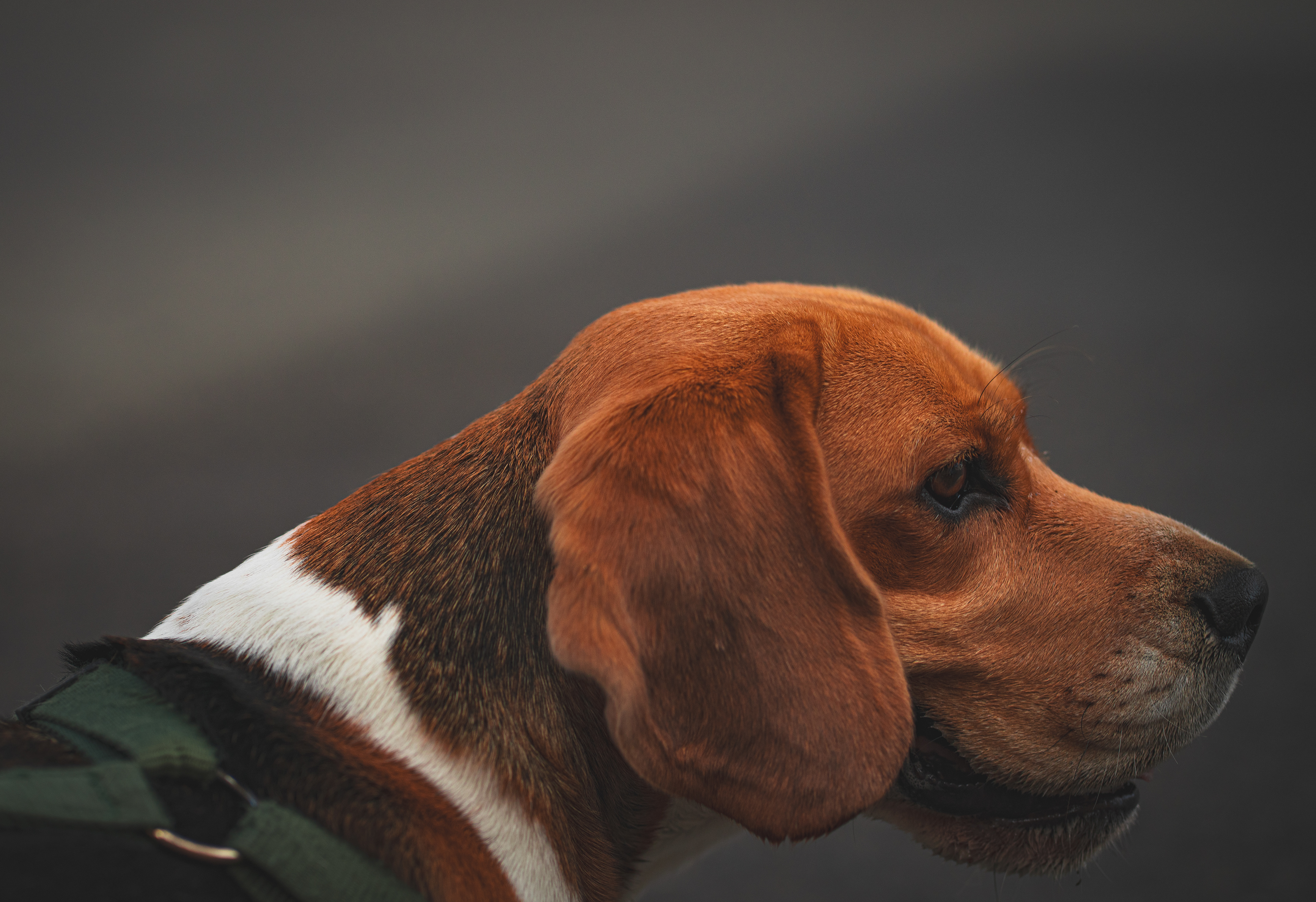 Tiere