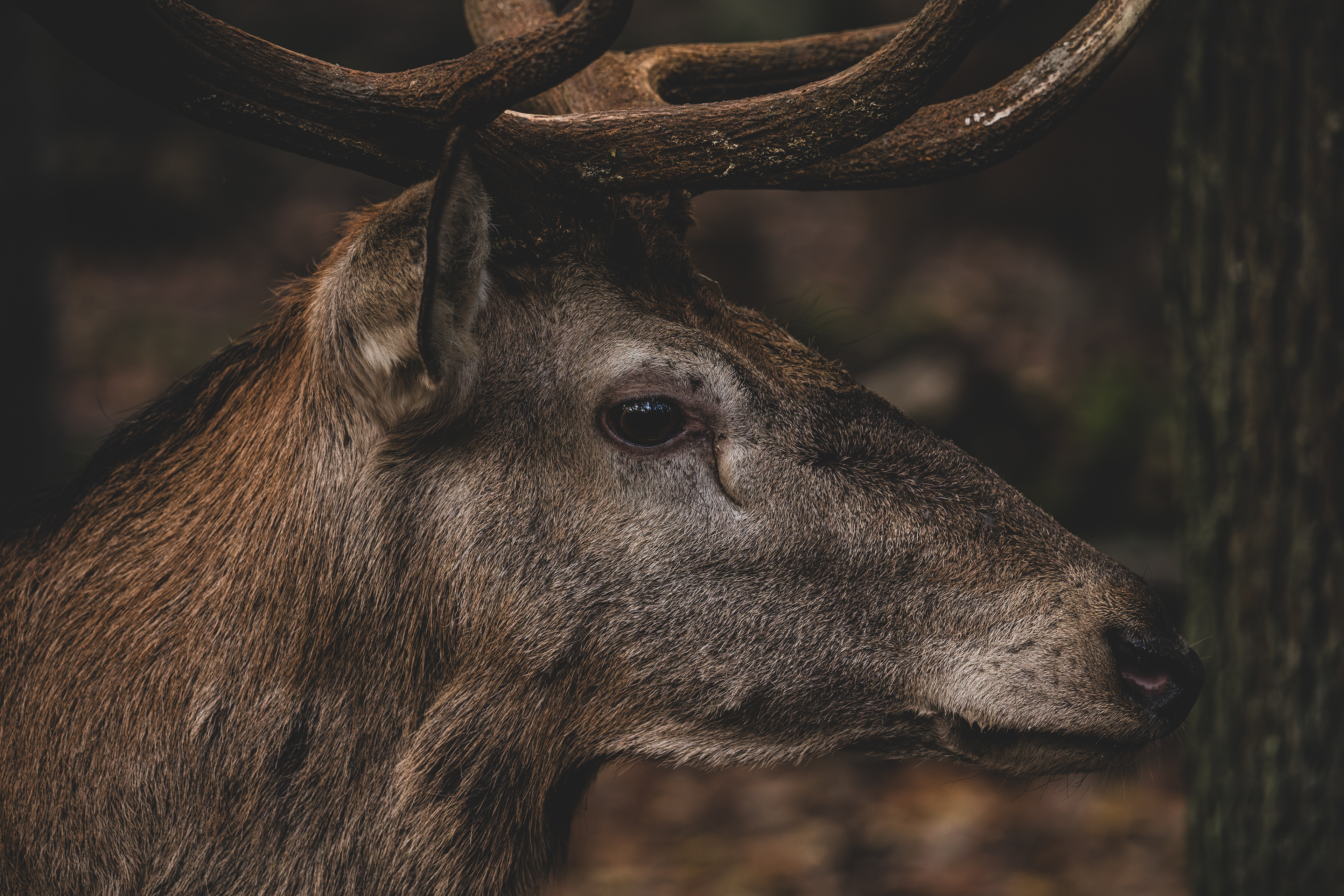Tiere