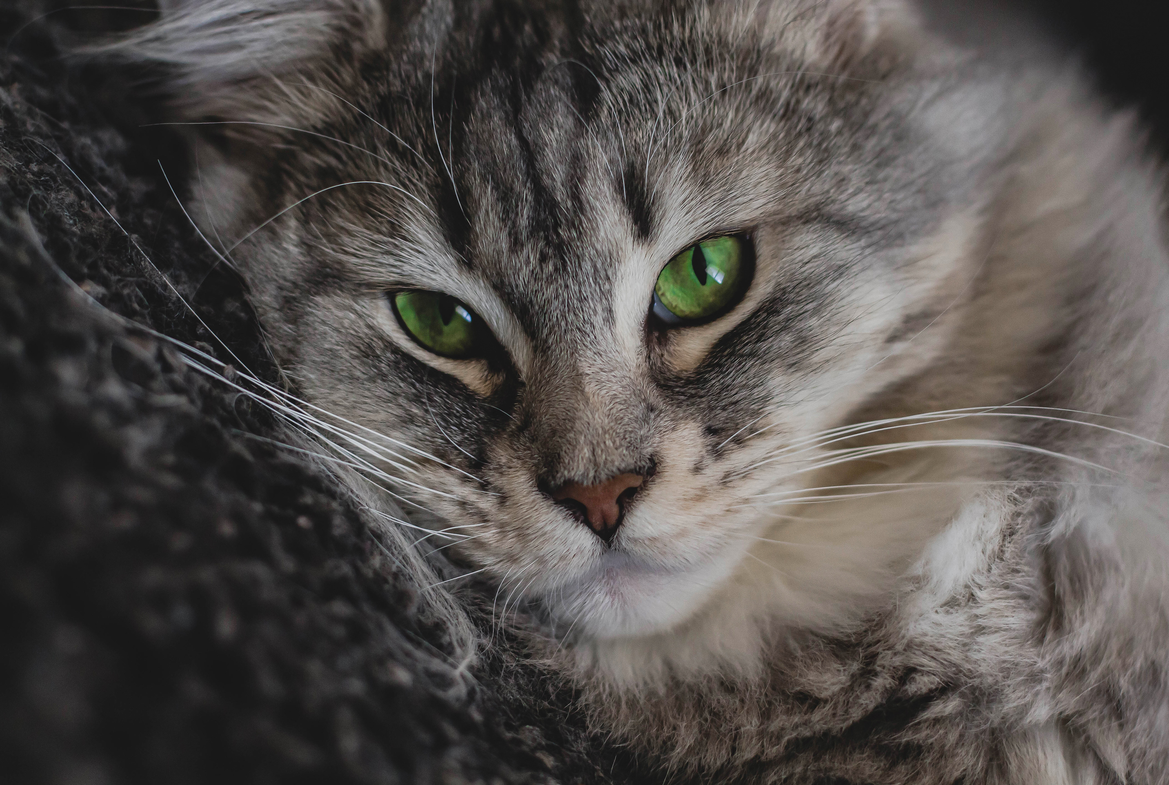 Tiere
