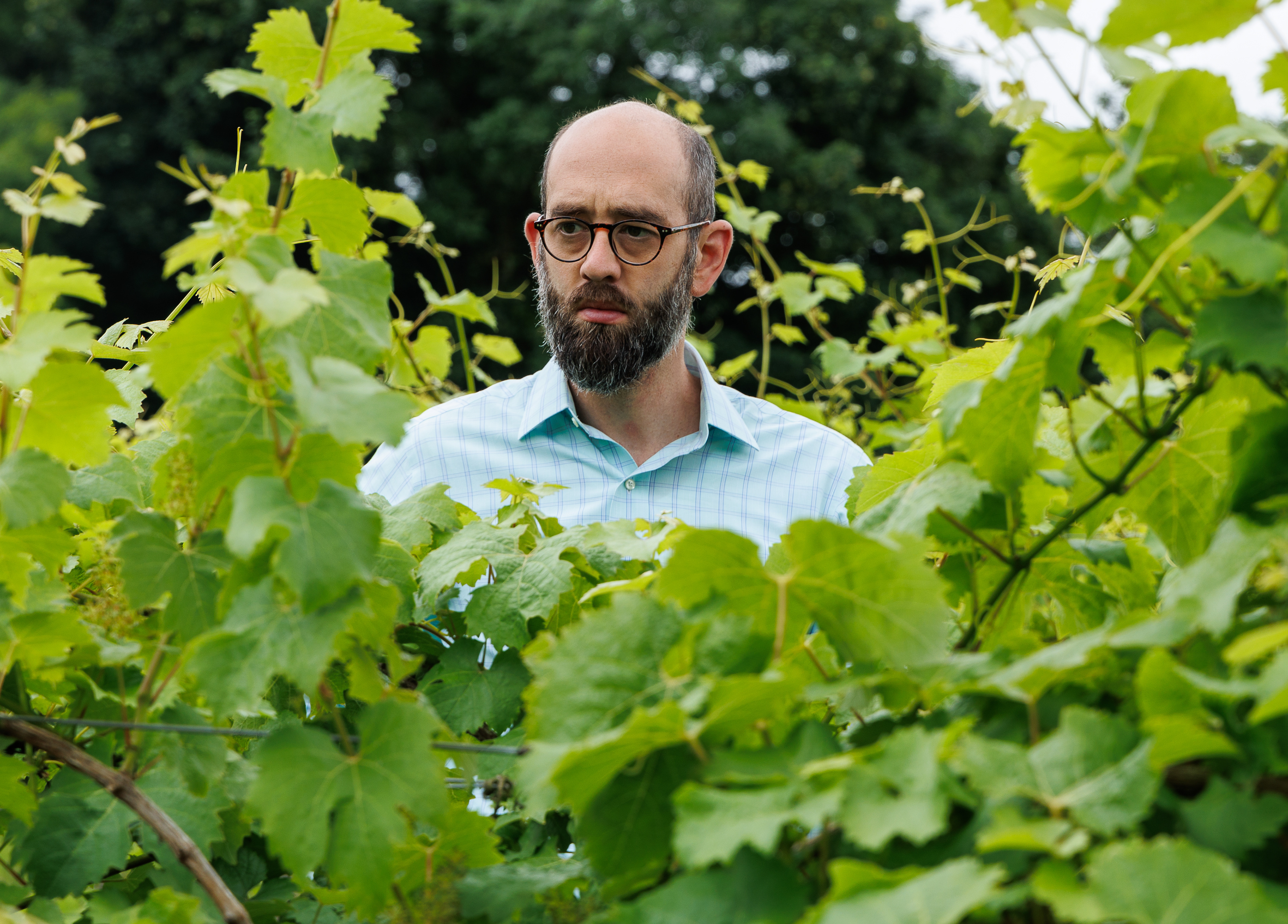 Jeremiah is tall enough to see over the vines