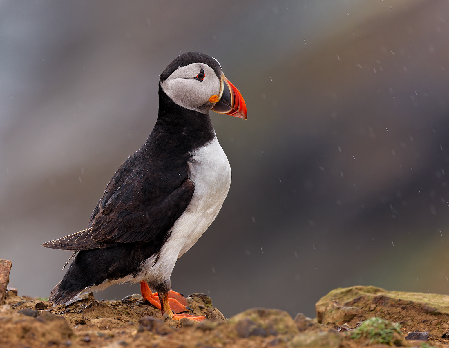 Atlantic puffin in the rain