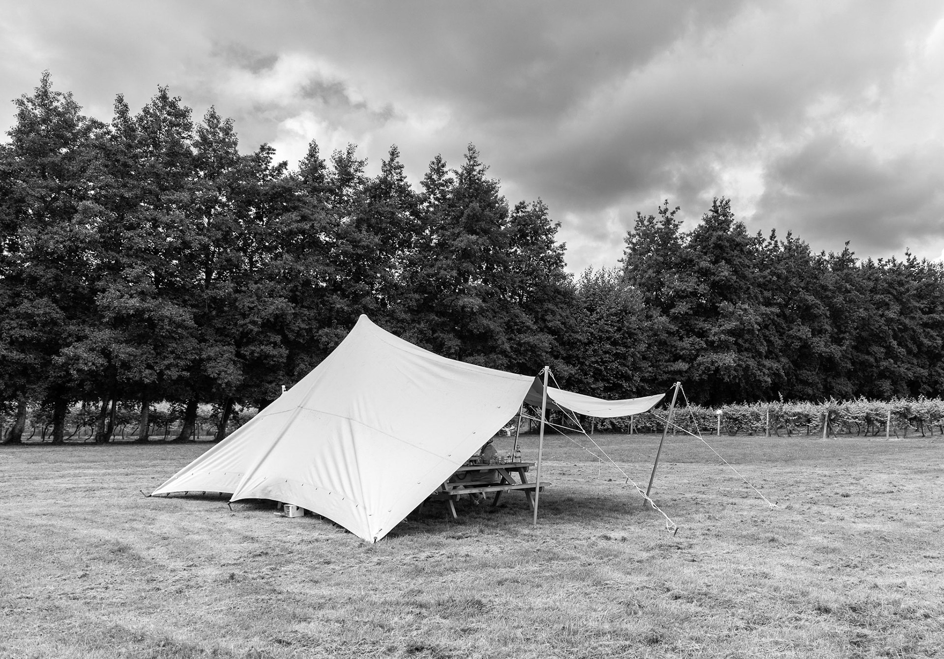 Wine and cheese tasting