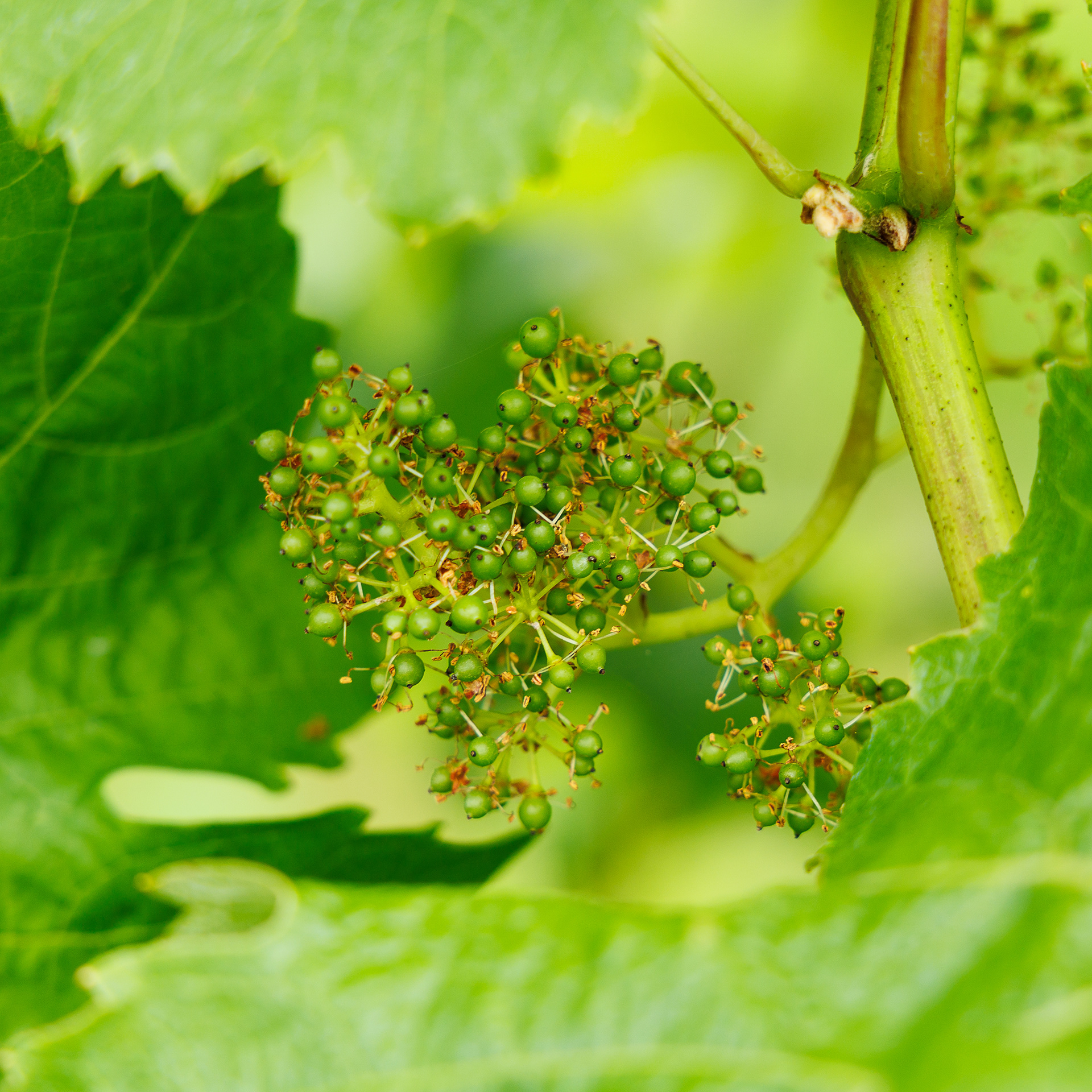 Grapes have just set