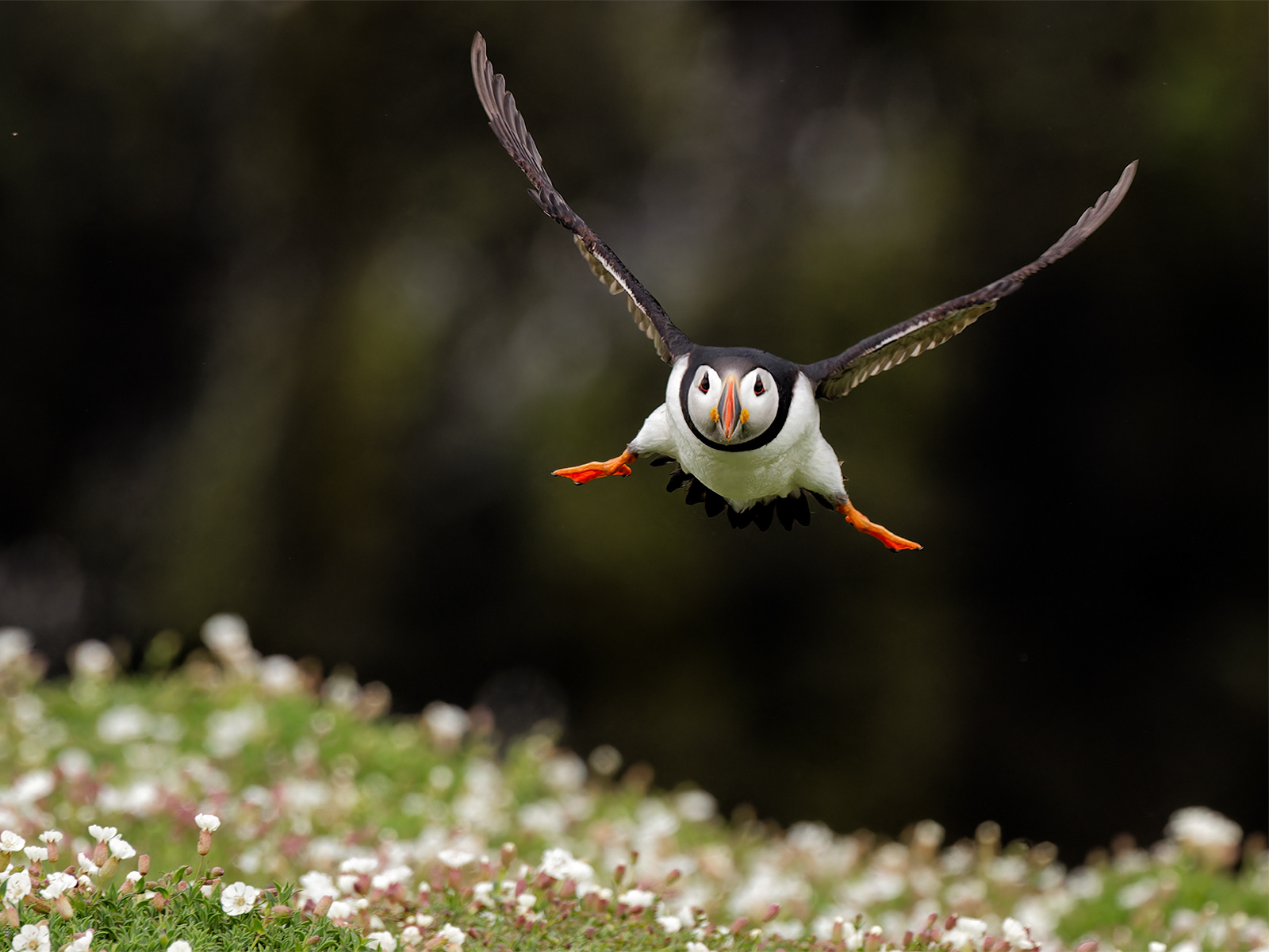 Puffin incoming