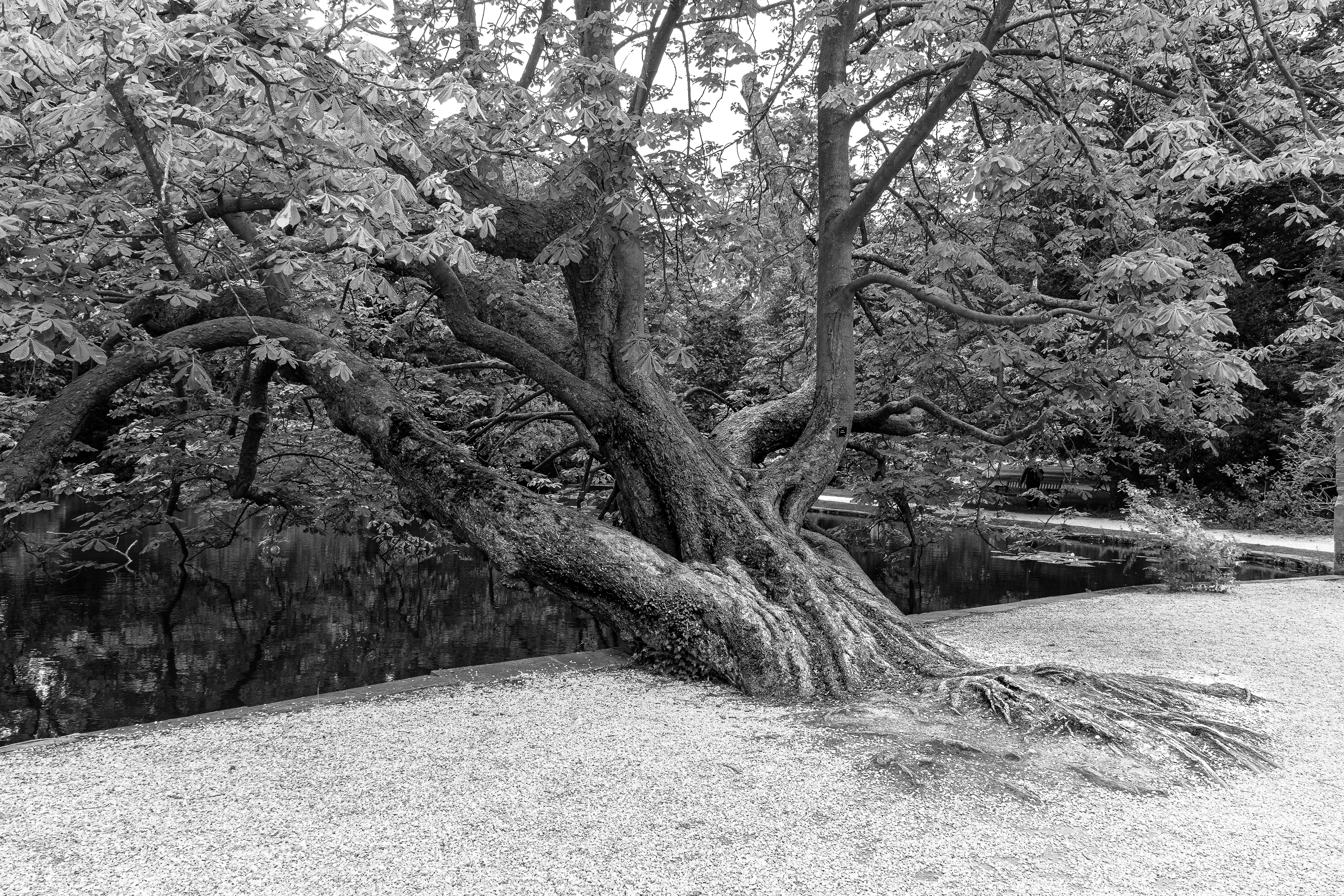 A spectacular horse chestnut 
