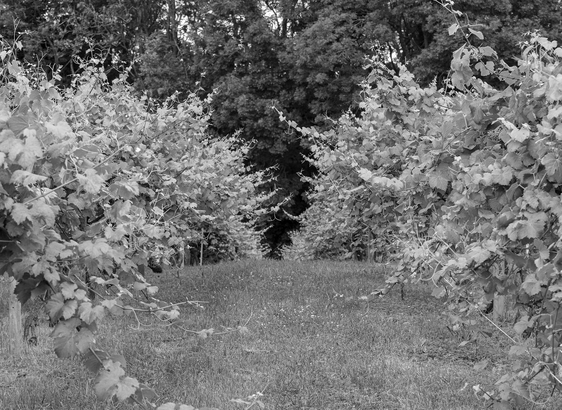 Vines at Bow in the Cloud vineyard