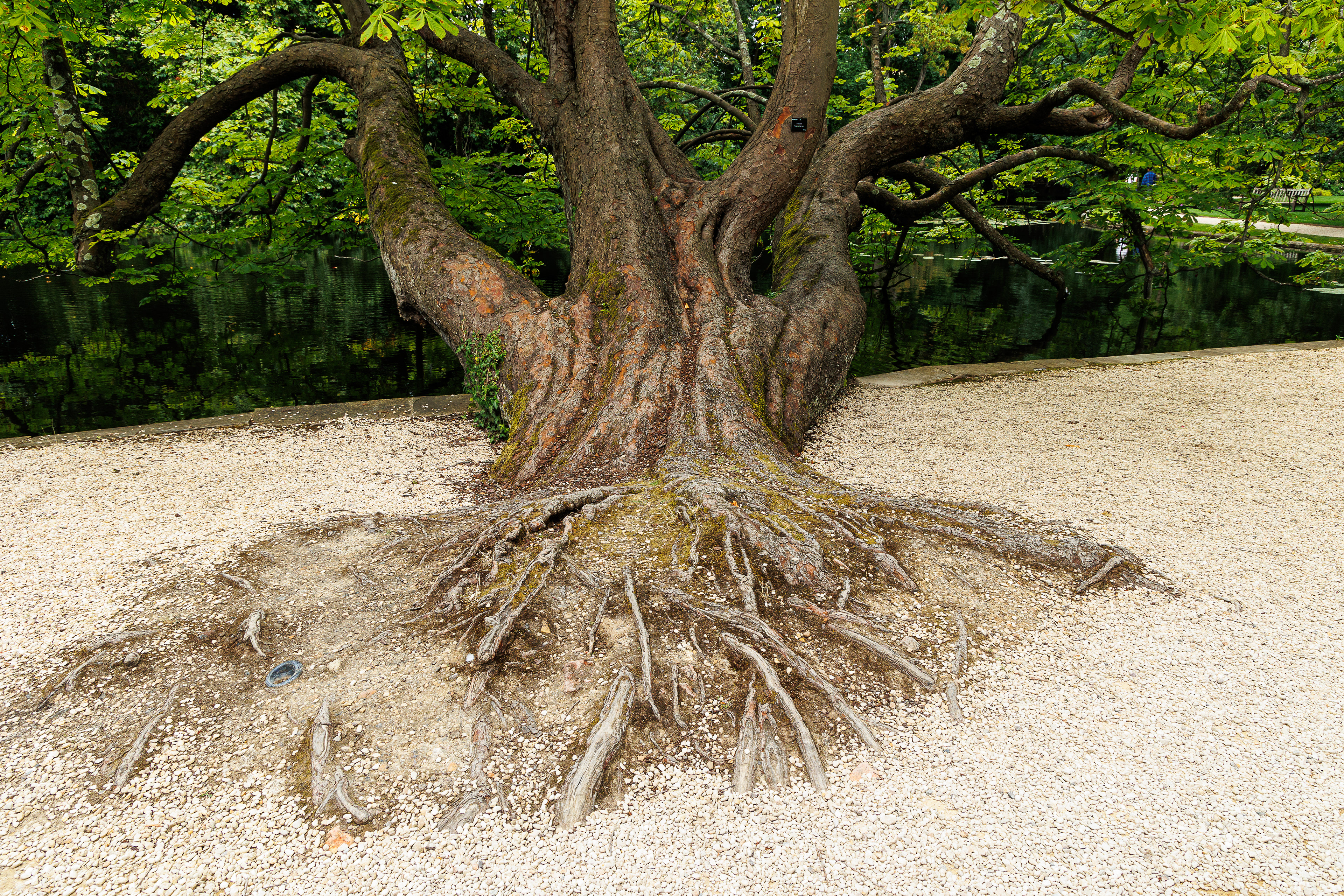 A spectacular horse chestnut 
