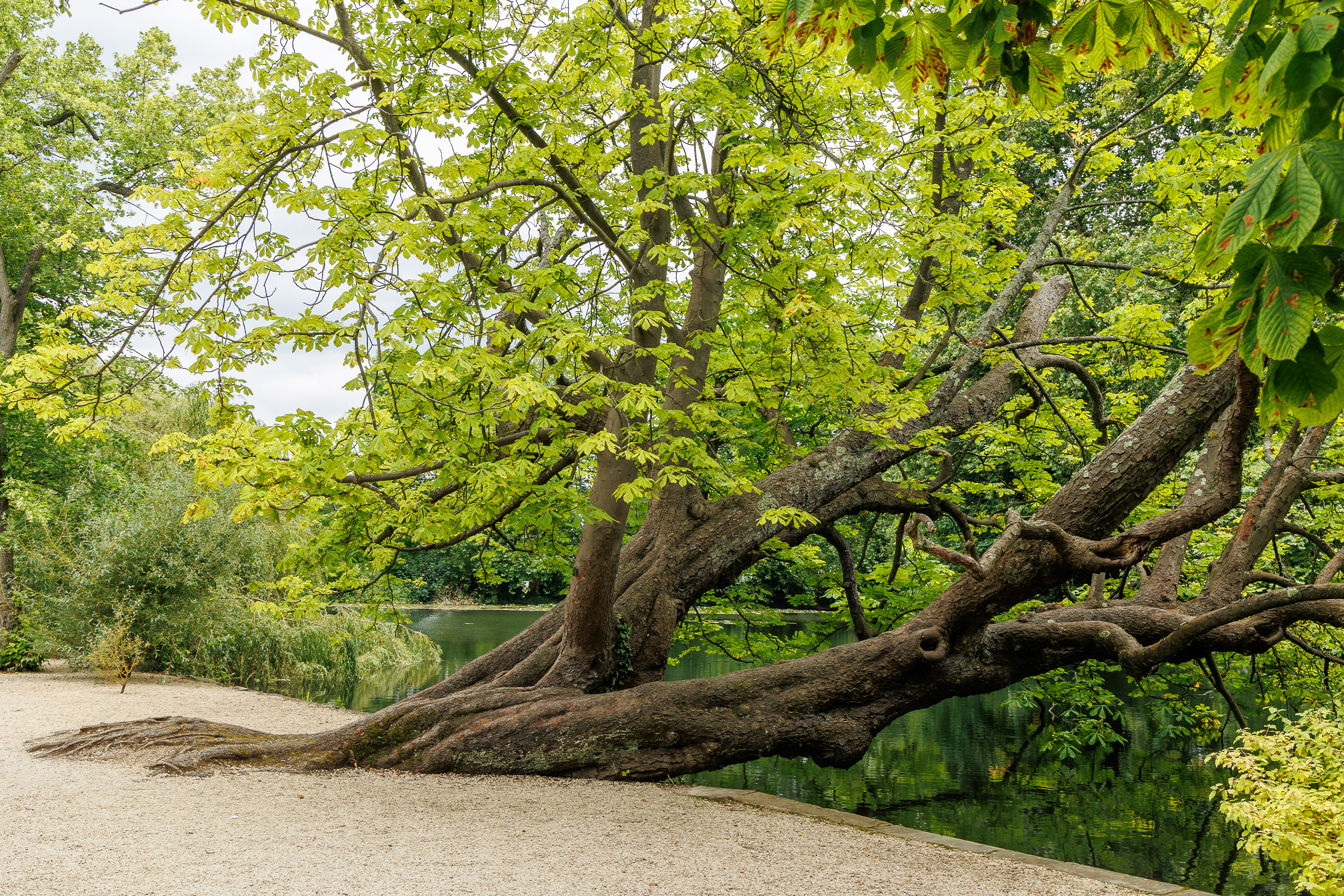 A spectacular horse chestnut 