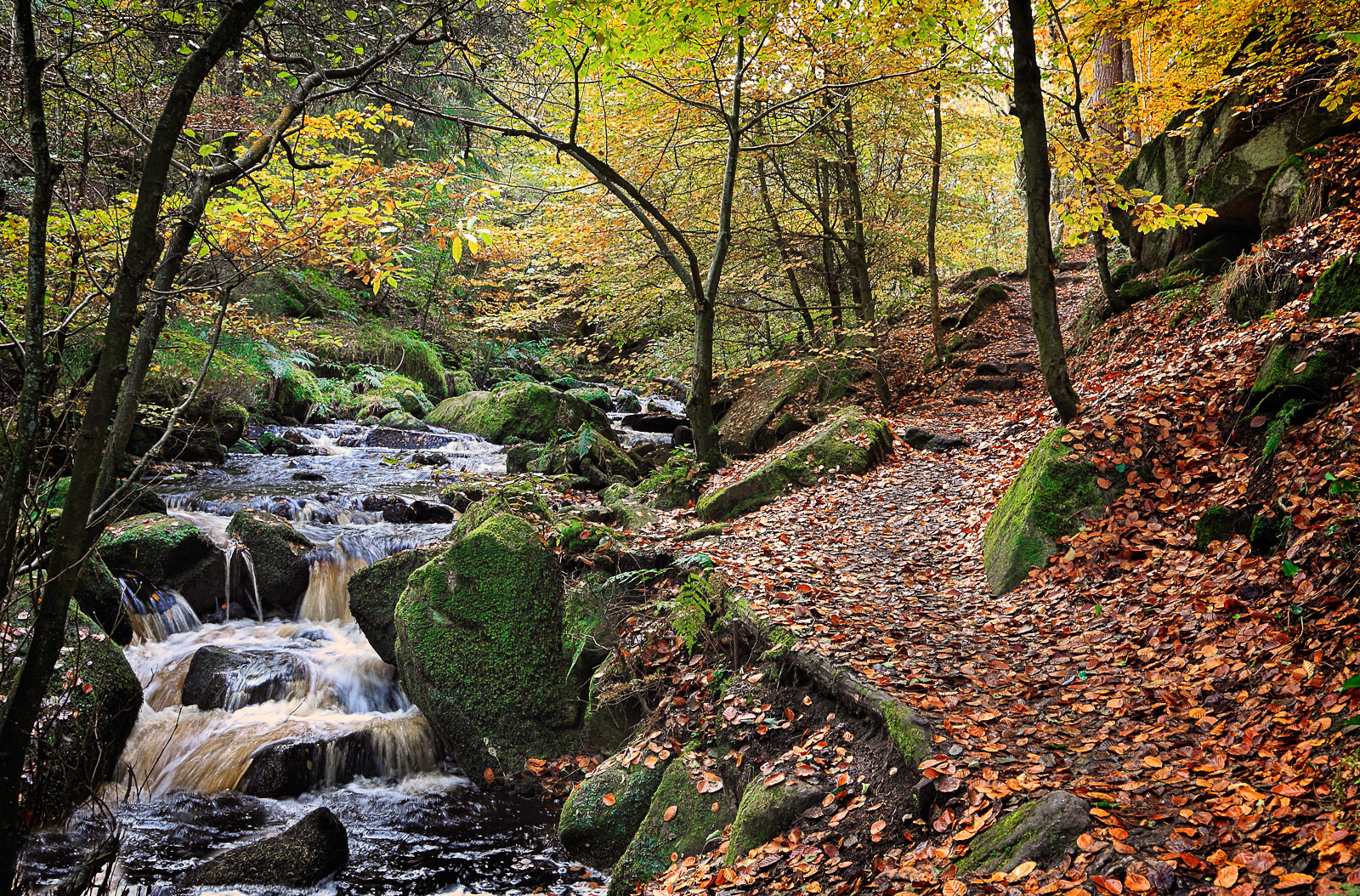 Rivelin Valley in autumn