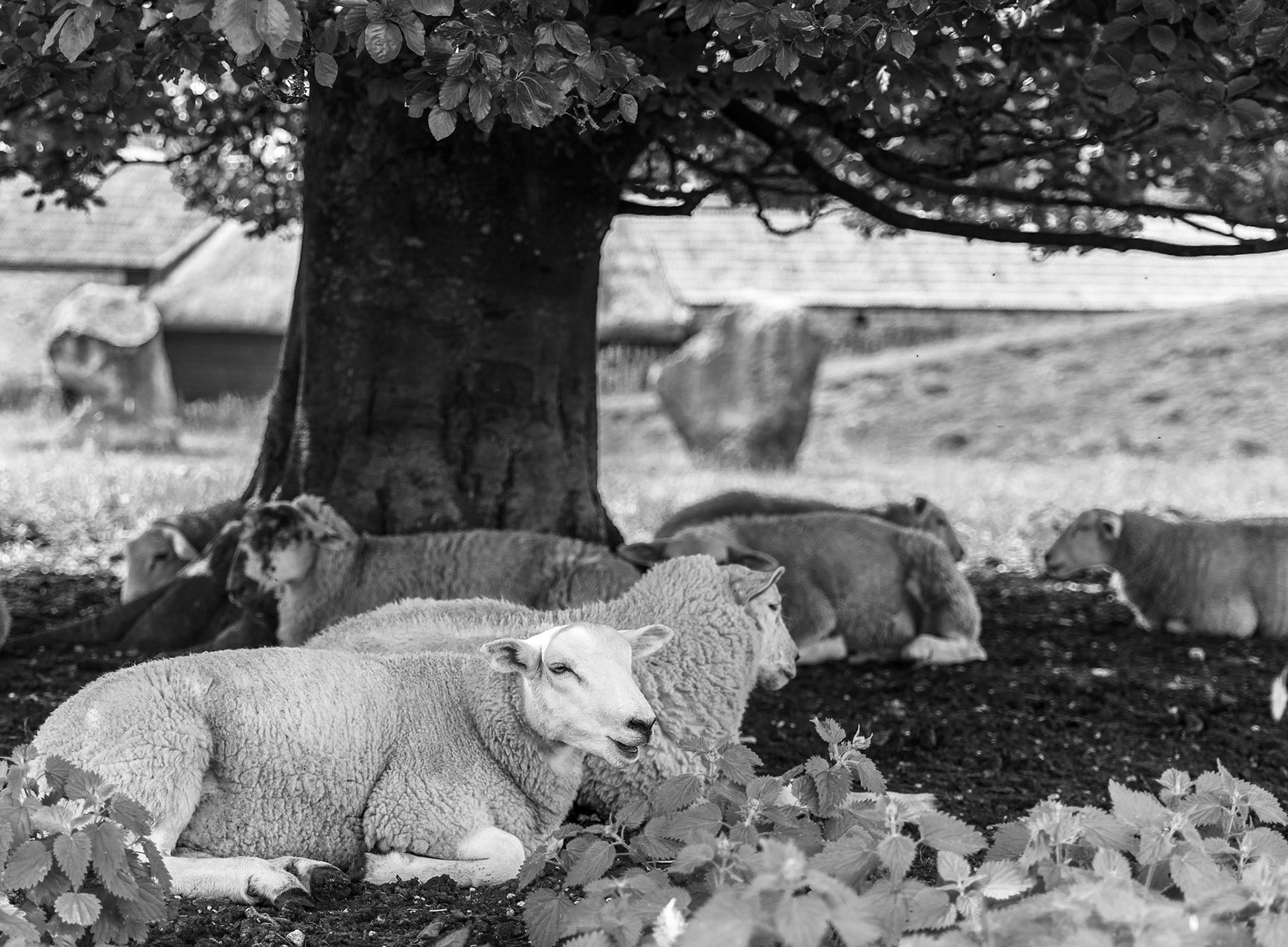 Avebury sheep