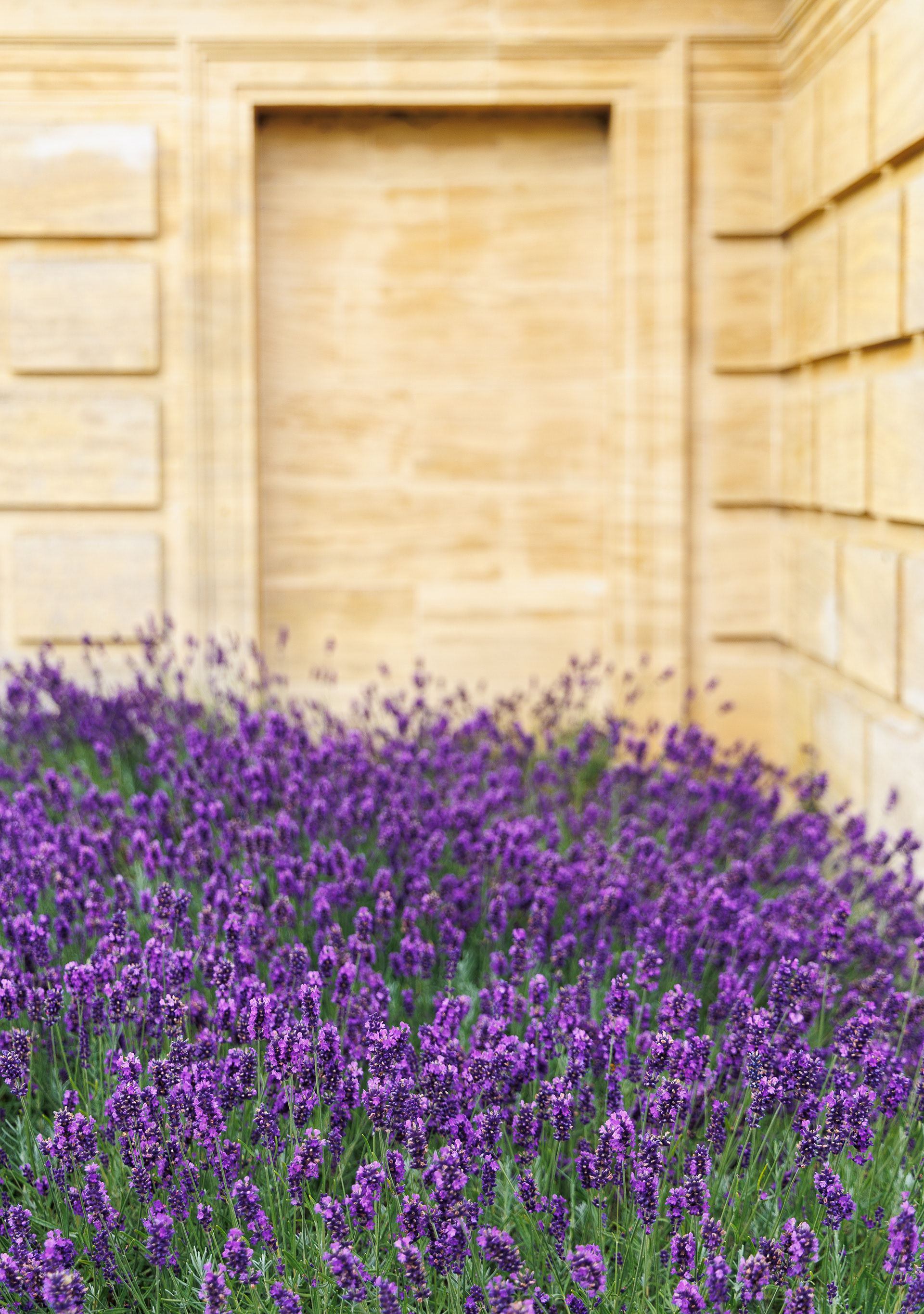 Lavender and honey at Sherborne House