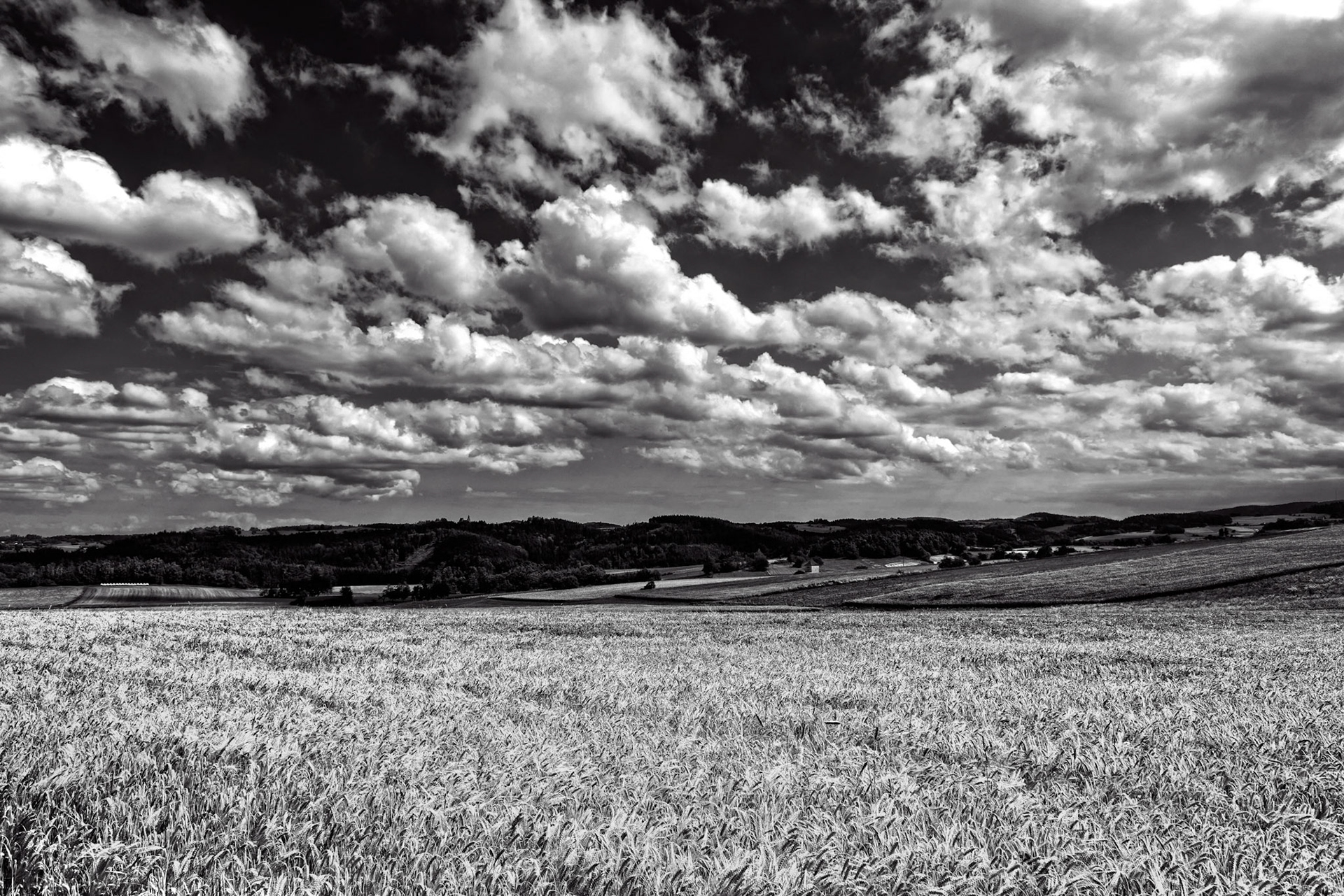 Wheat Field III