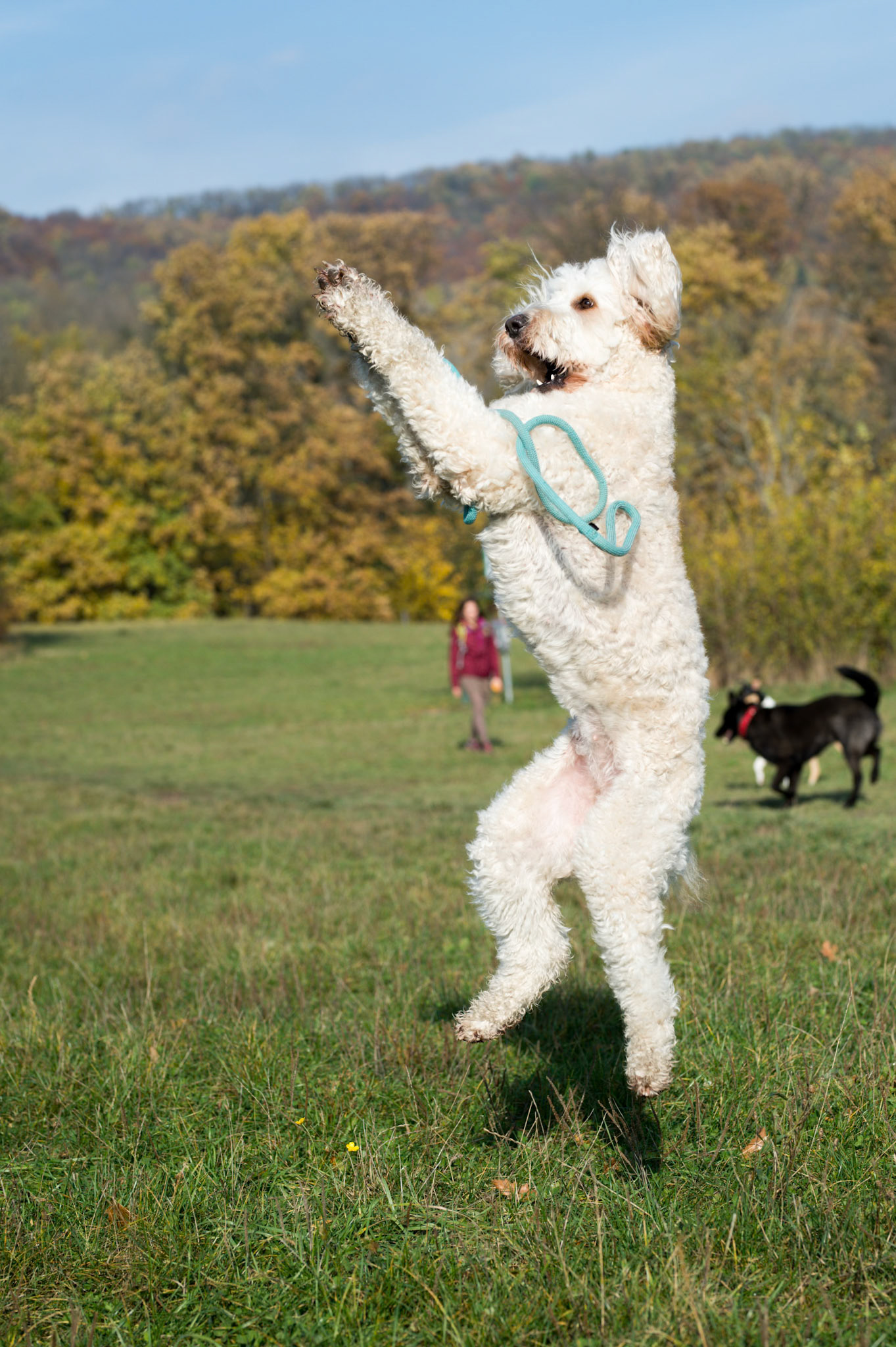 A beautiful female doodle dog is playing with the leash in the park.