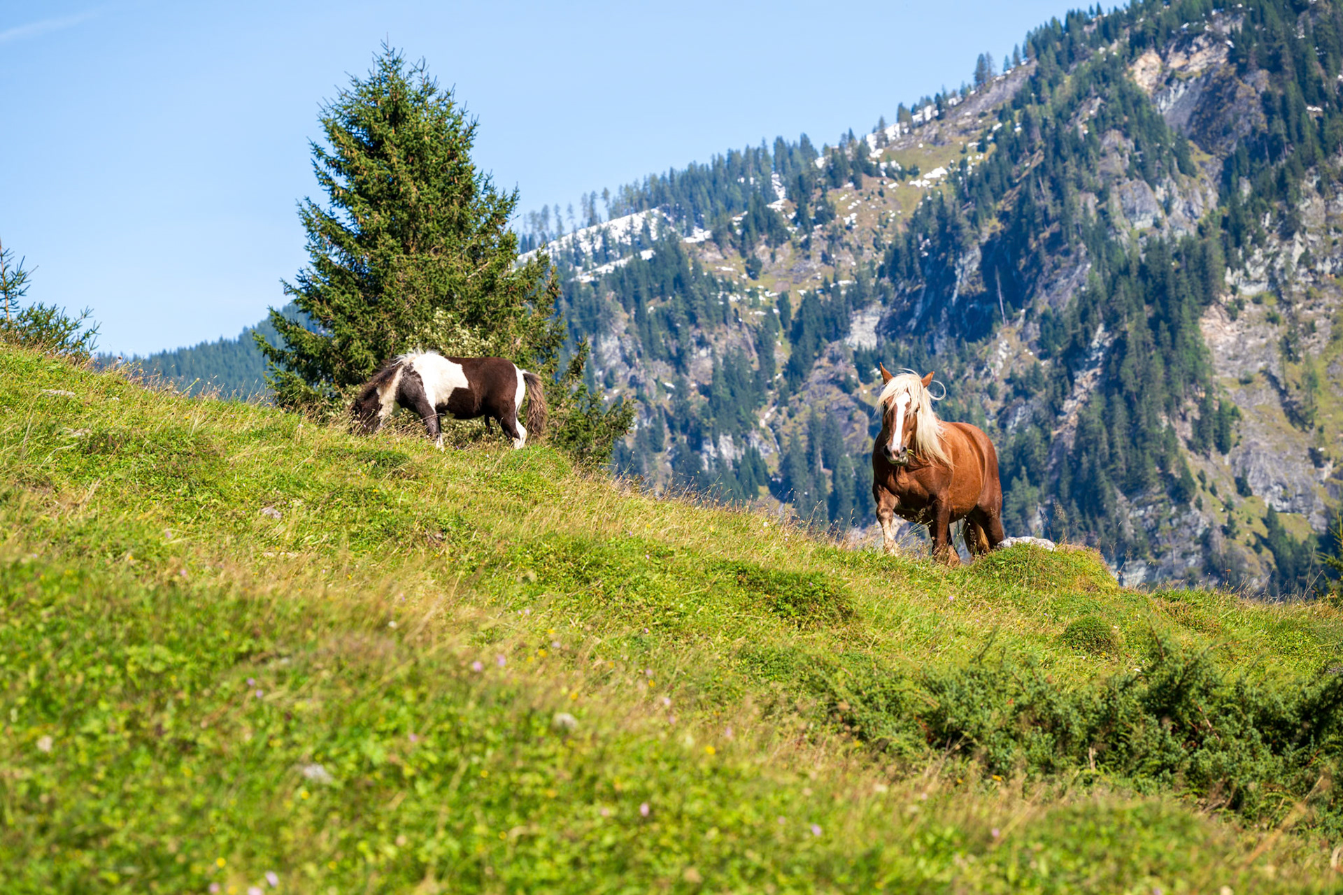 Two big brown horses on a meadow in the mountains.
