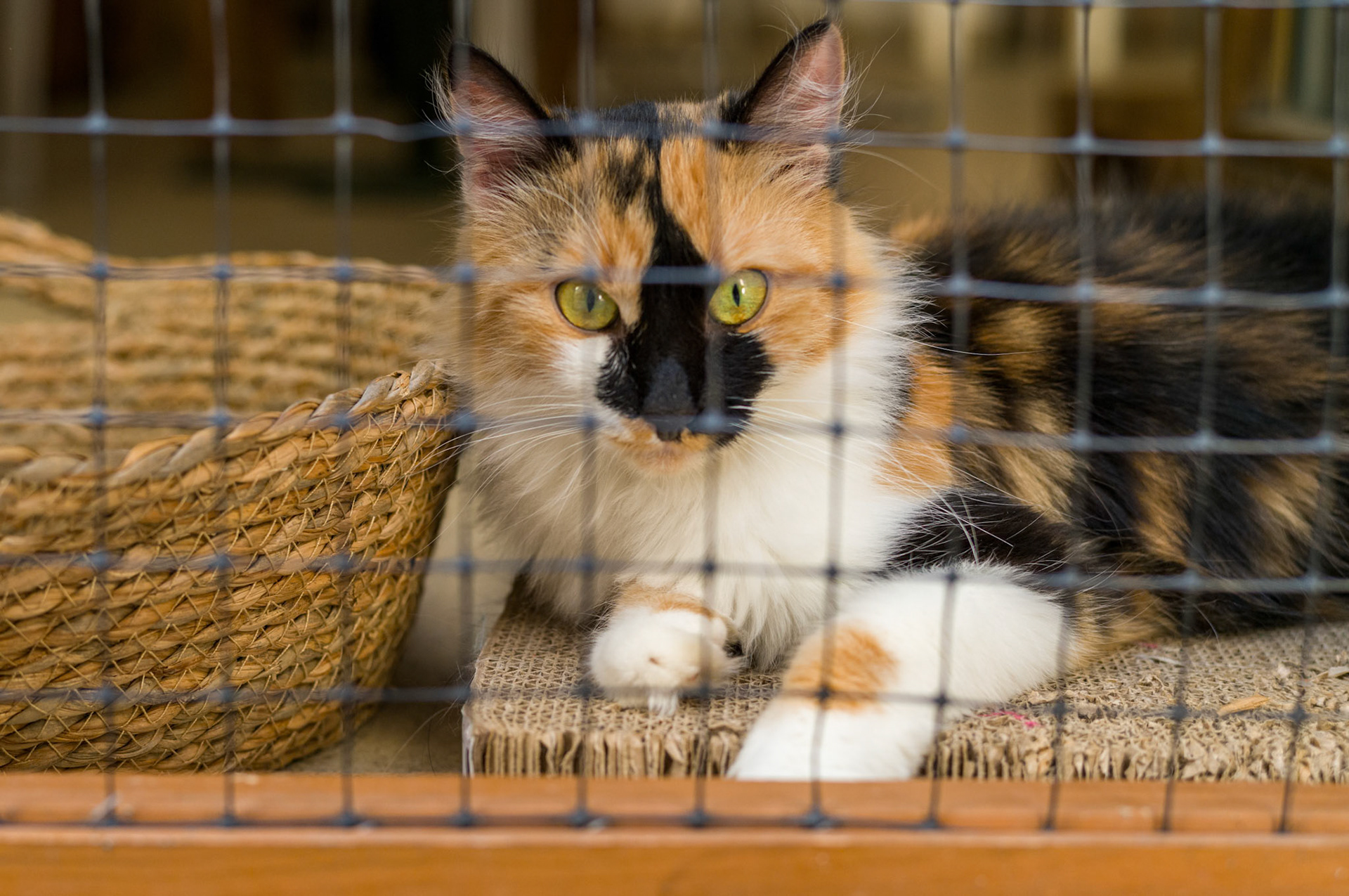 A three colored cute cat is posing behind a security fence.