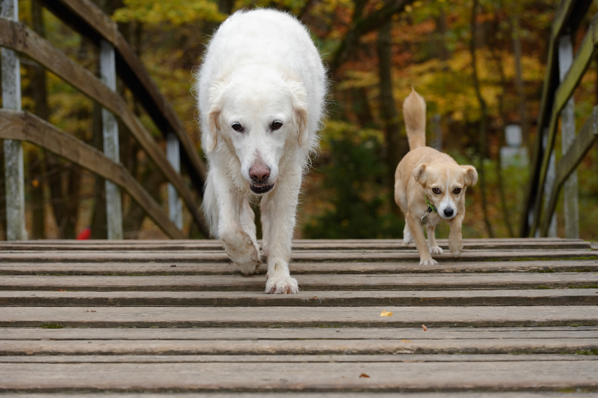A large and a small dog come next to each other over a small wooden bridge as best friends.