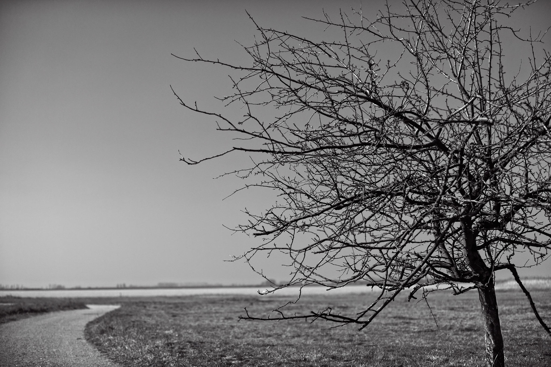 A lonely tree next to a small lake.