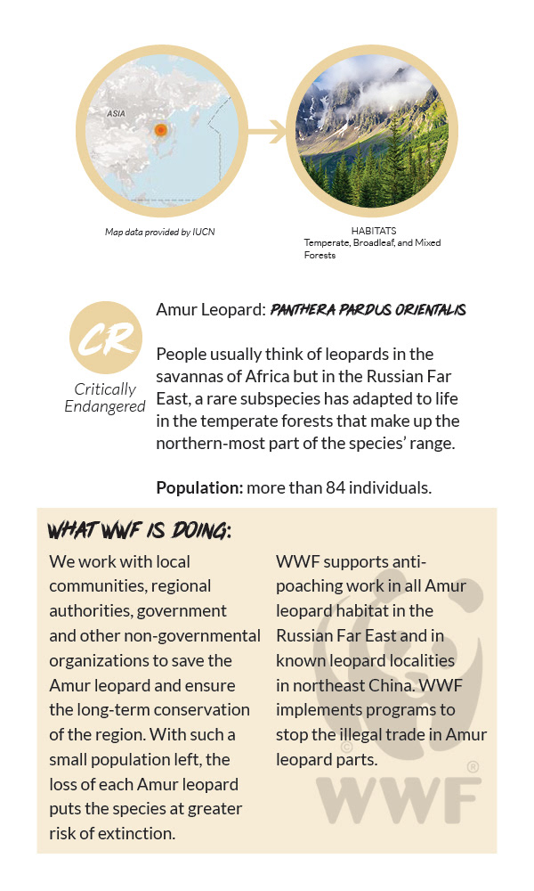 Amur Leopard Info Card - Back