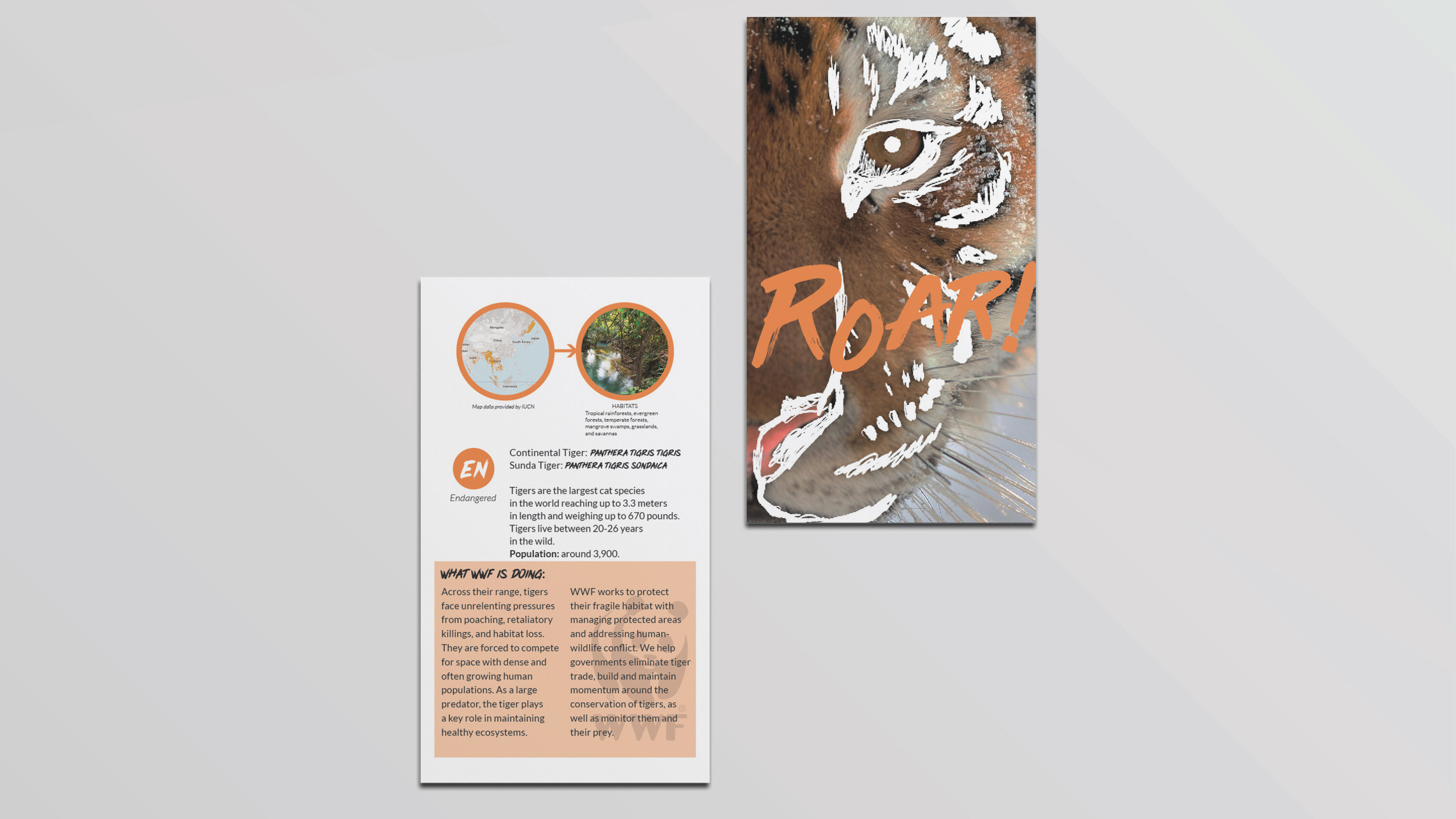 Tiger Info Card