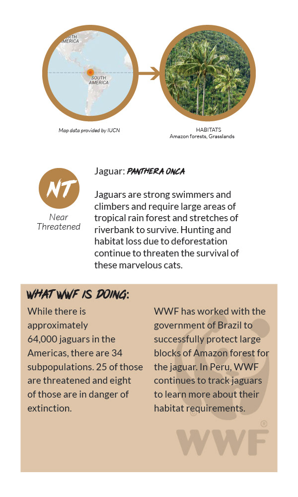Jaguar Info Card - Back