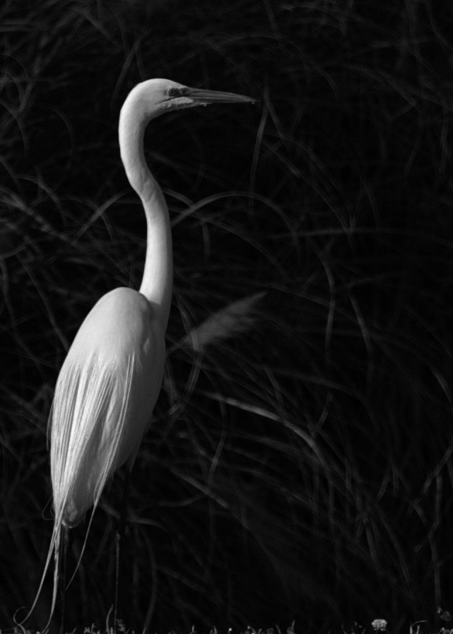 Solo Egret