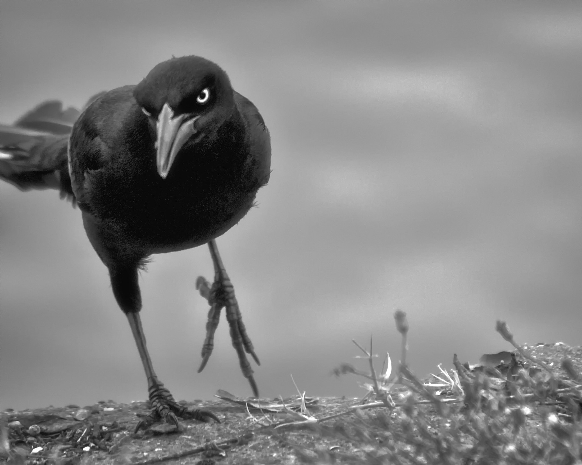 Stalking Grackle 3-BW