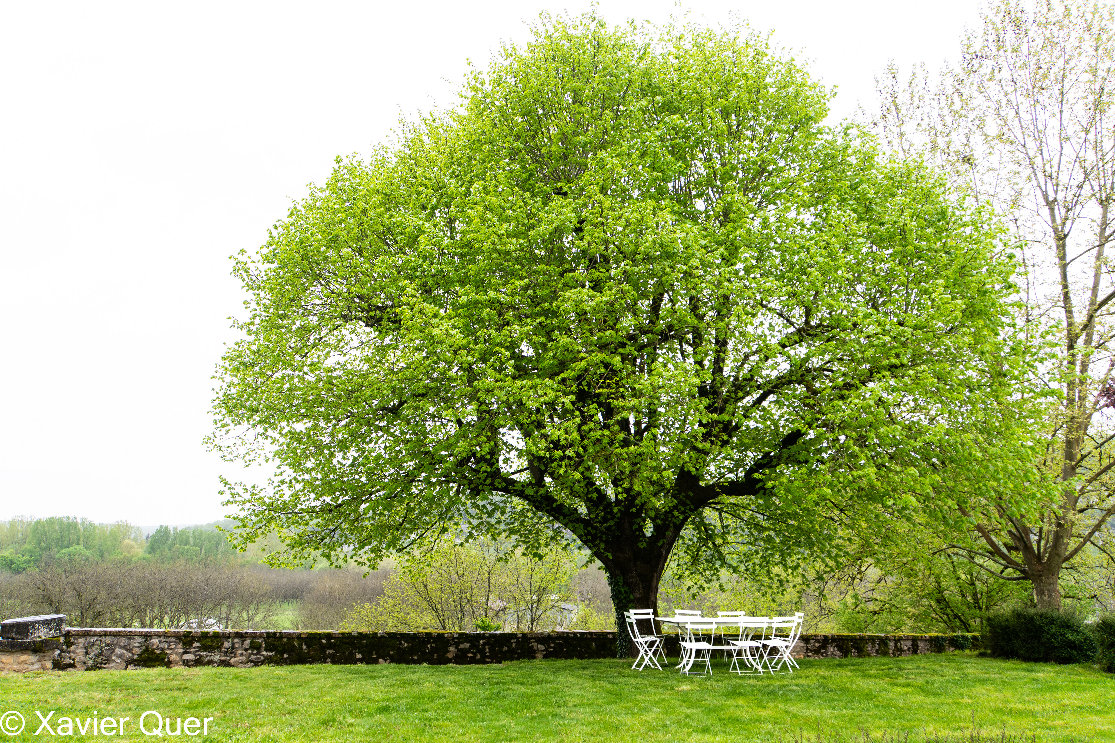 Arbres del jardí de la Casa B&B Domaine du Bougayrou, a Lacave (Lot, Occitània, França)
