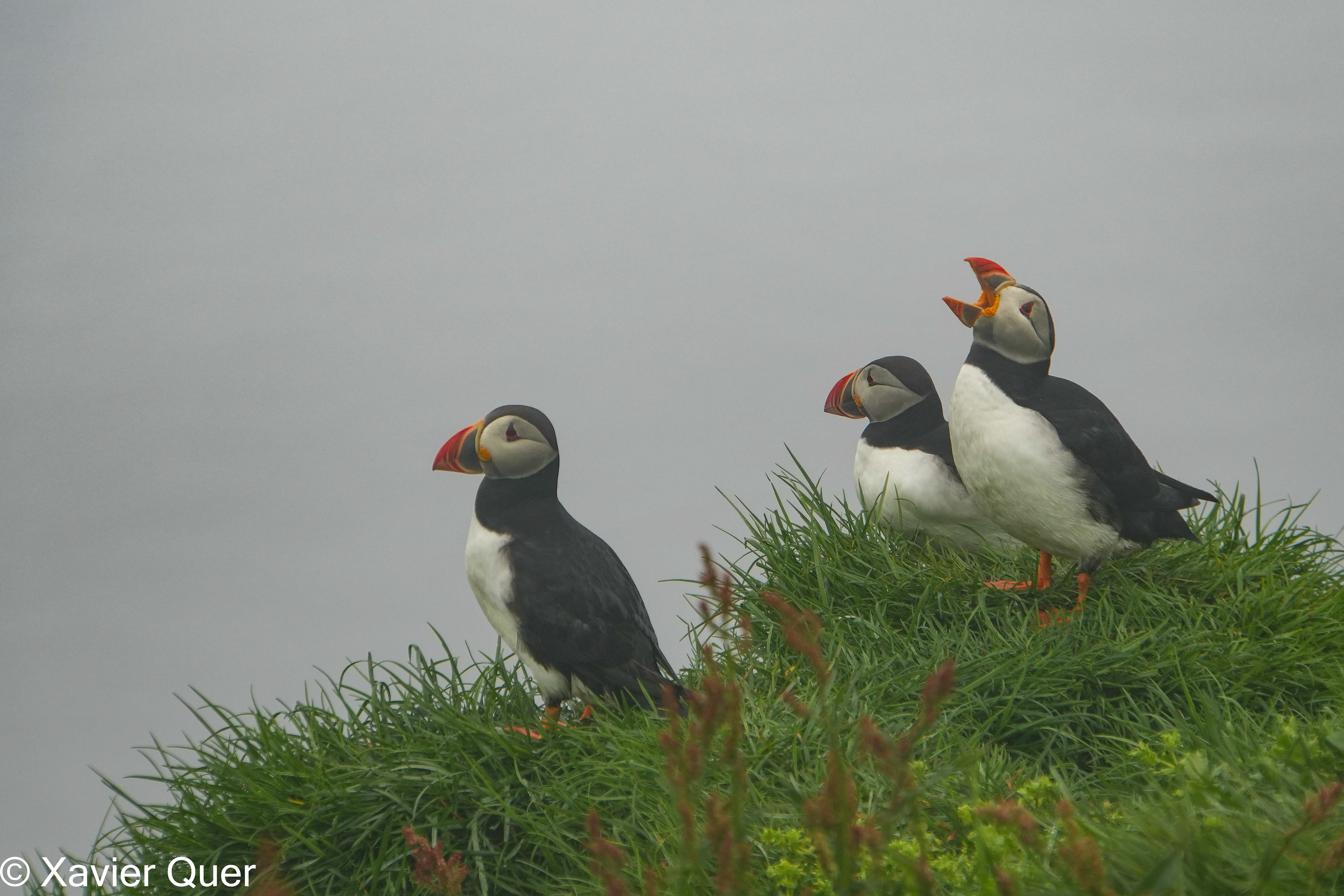 Frarets. Mykines, Illes Fèroe.
