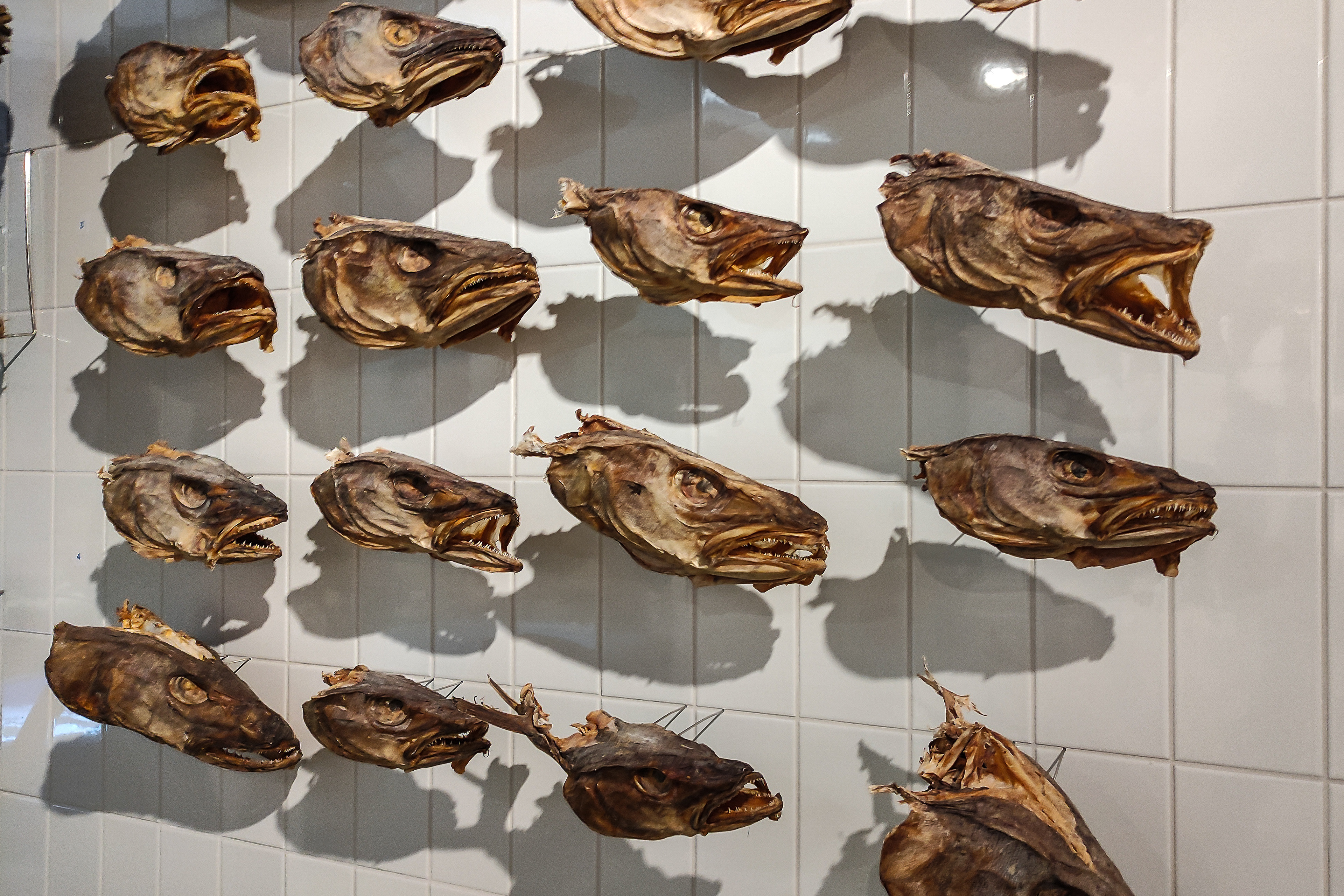 Caps secs de bacallà, Museu Marítim de Reykjavík (Islàndia)