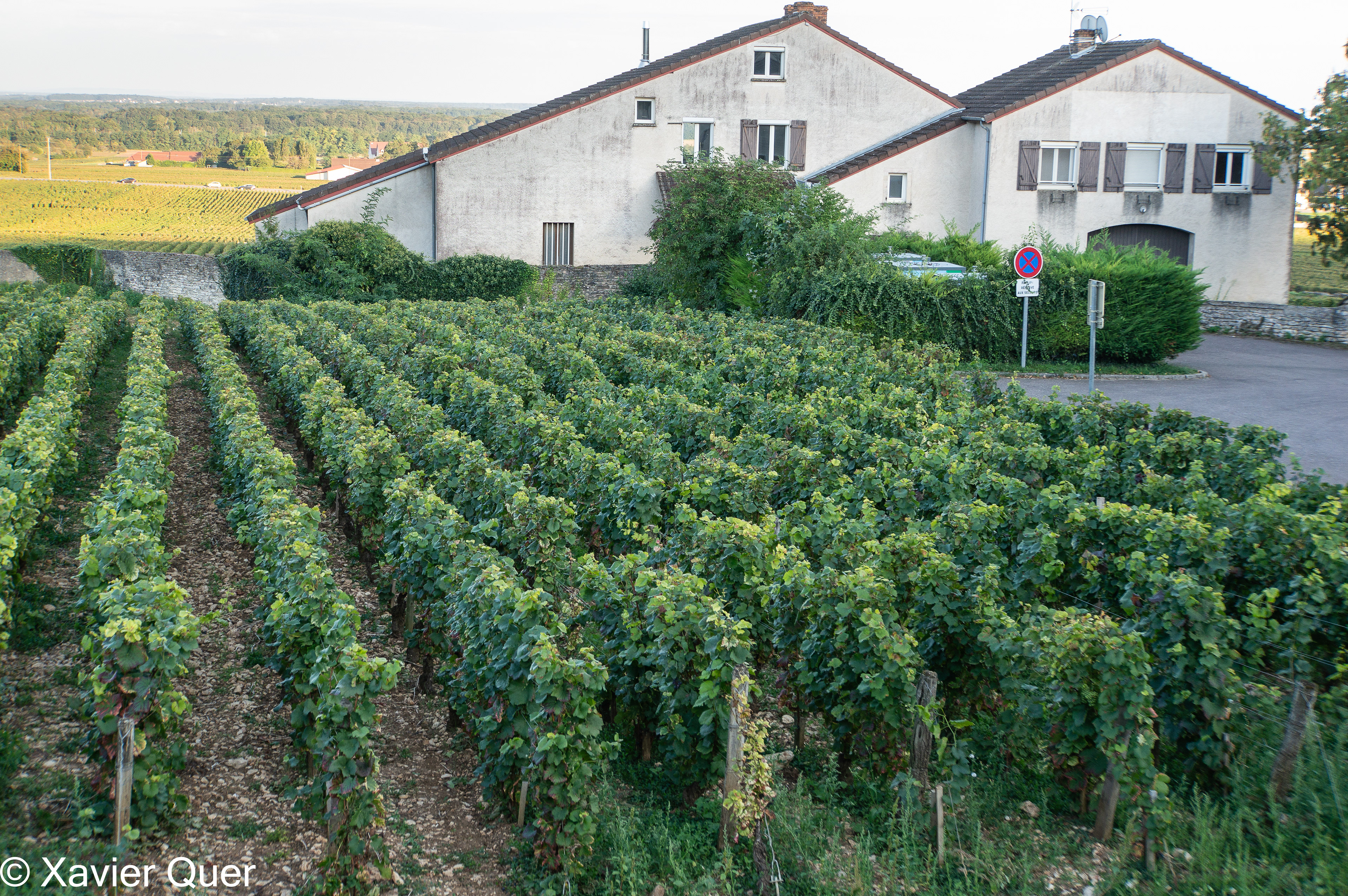 Vinyes al costat de l'àrea d'AC a Morey-Saint Dénis, la Borgonya