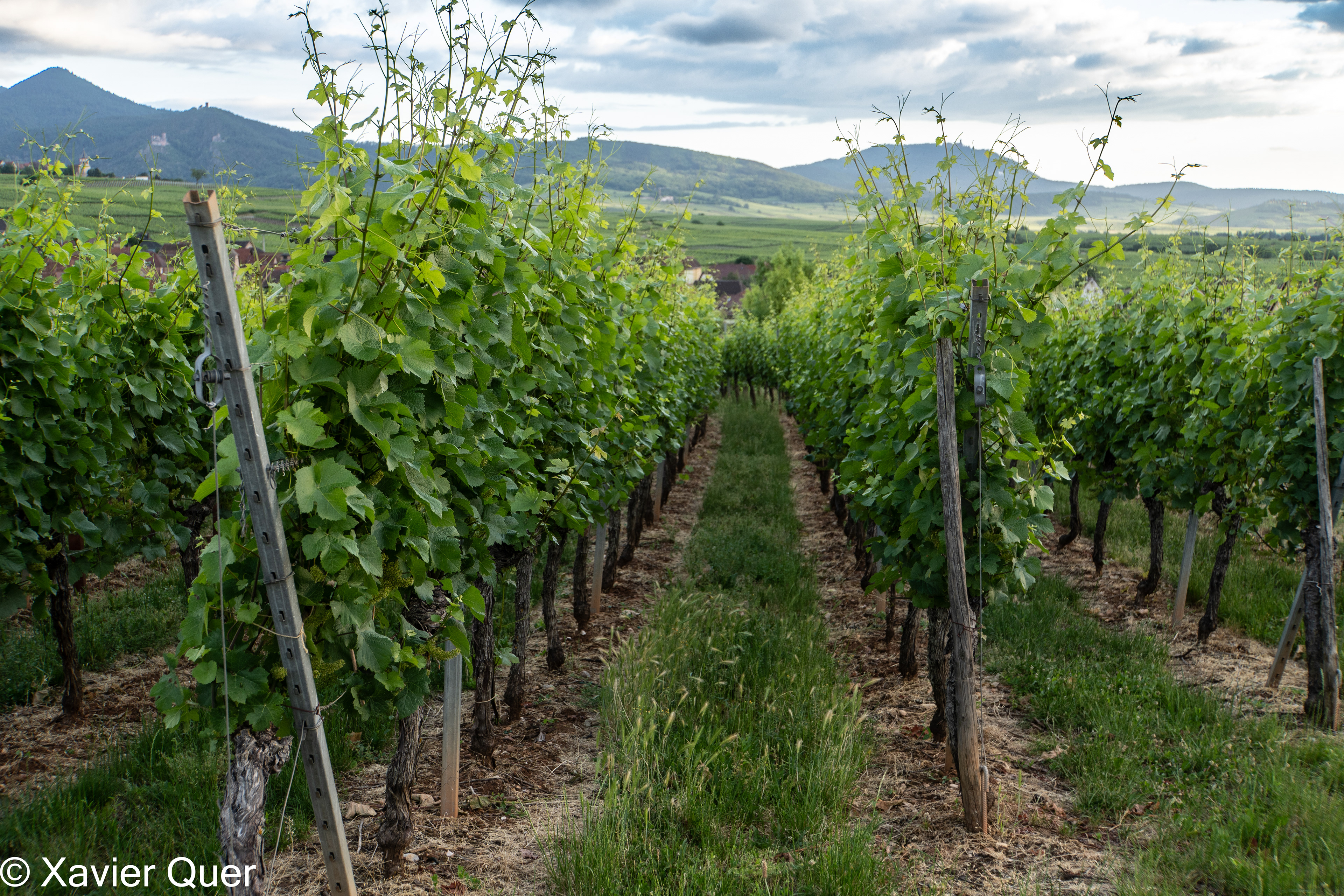 Vinyes de Beblenheim. (Haut Rhin, Grand Est, França)