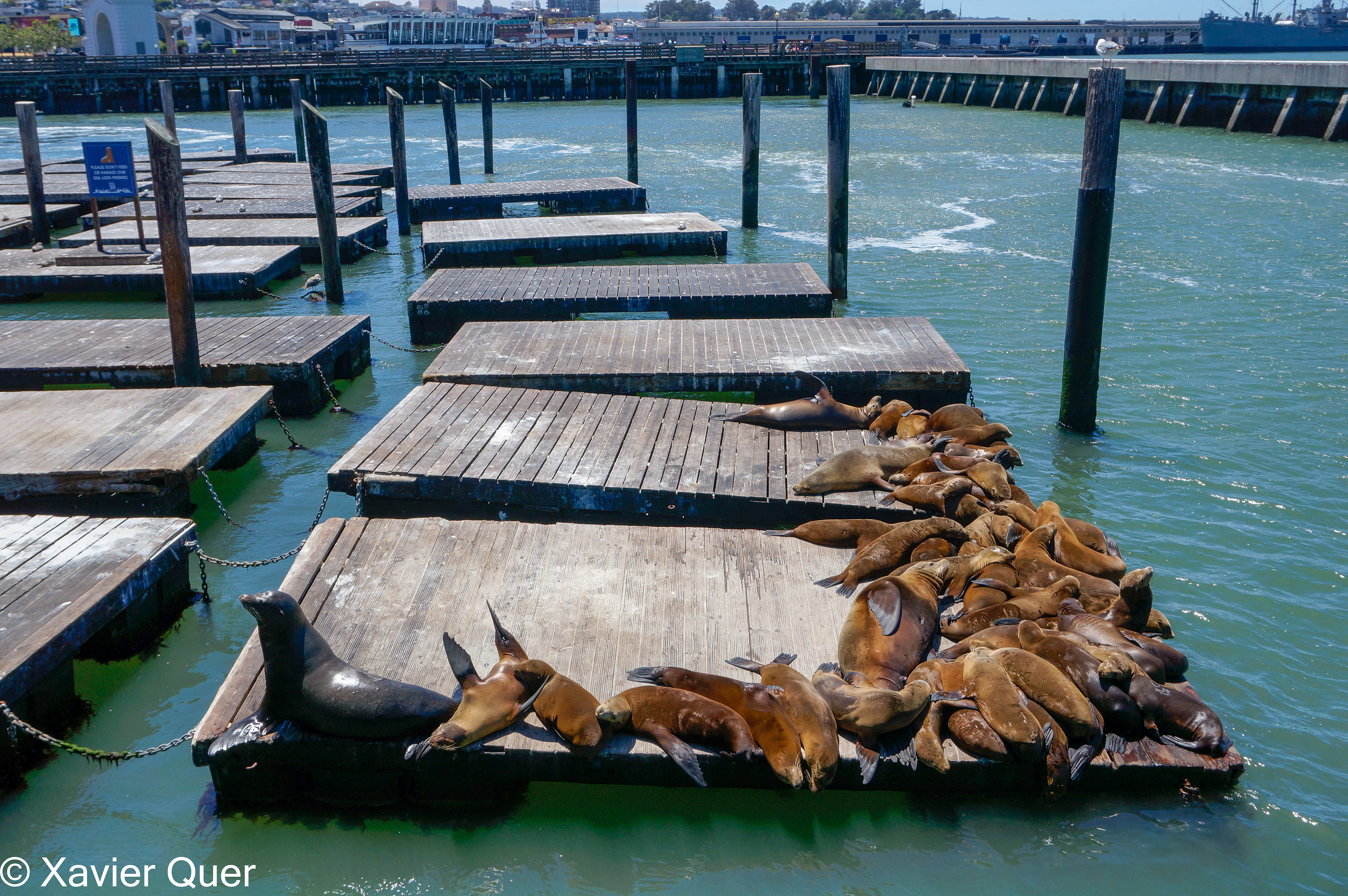 Els lleons marins del Pier 39, San Francisco. Califòrnia
